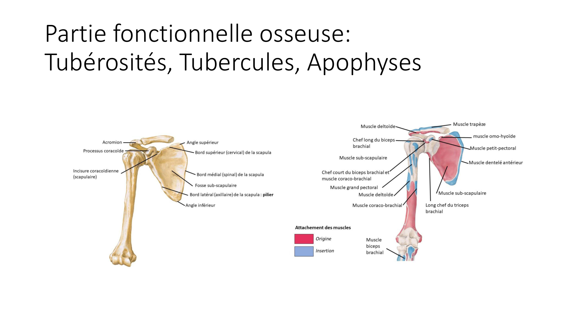 1 BA généralité ostéologie arthrologie 2025-26 page 18