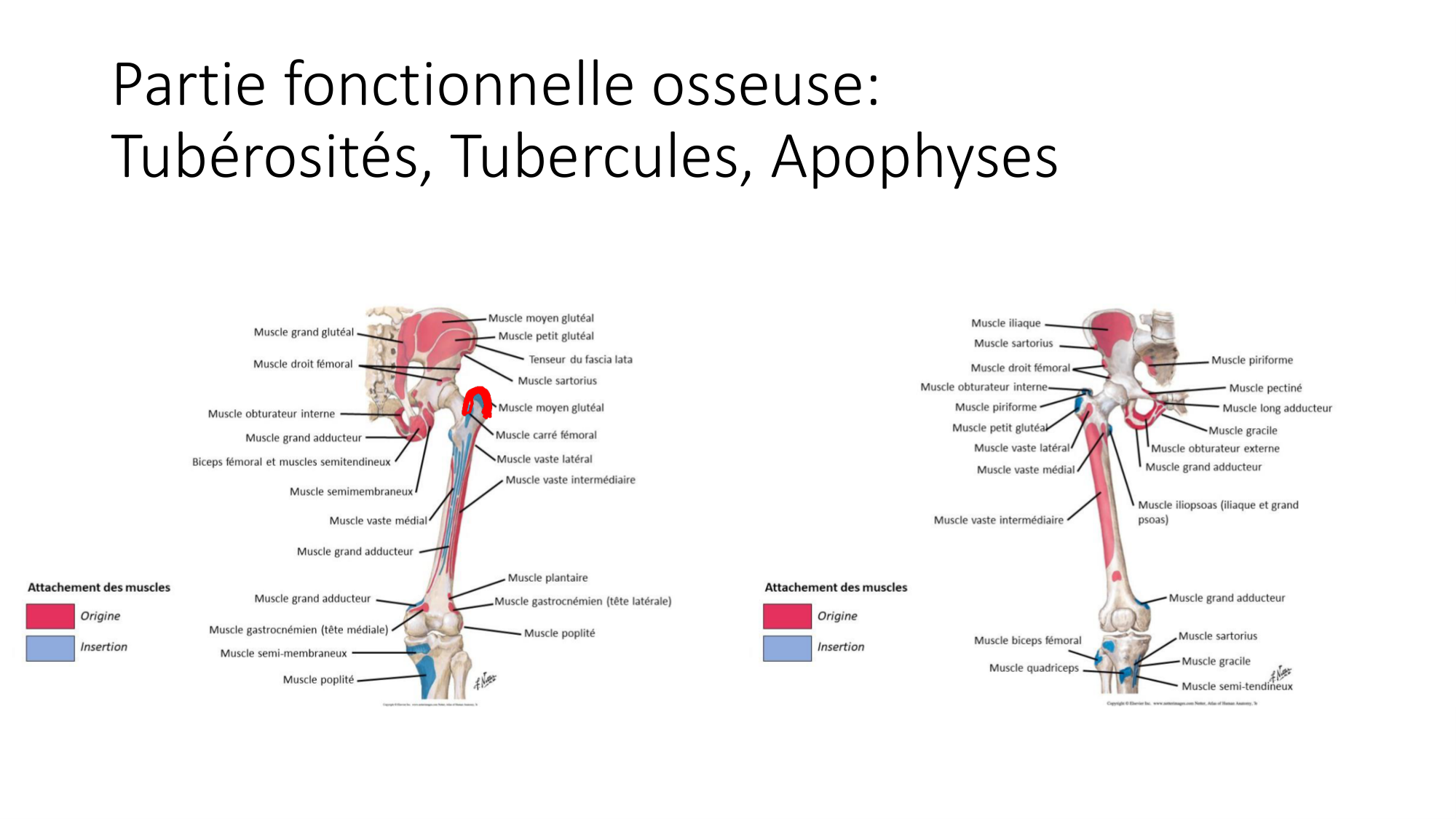 1 BA généralité ostéologie arthrologie 2025-26 page 19