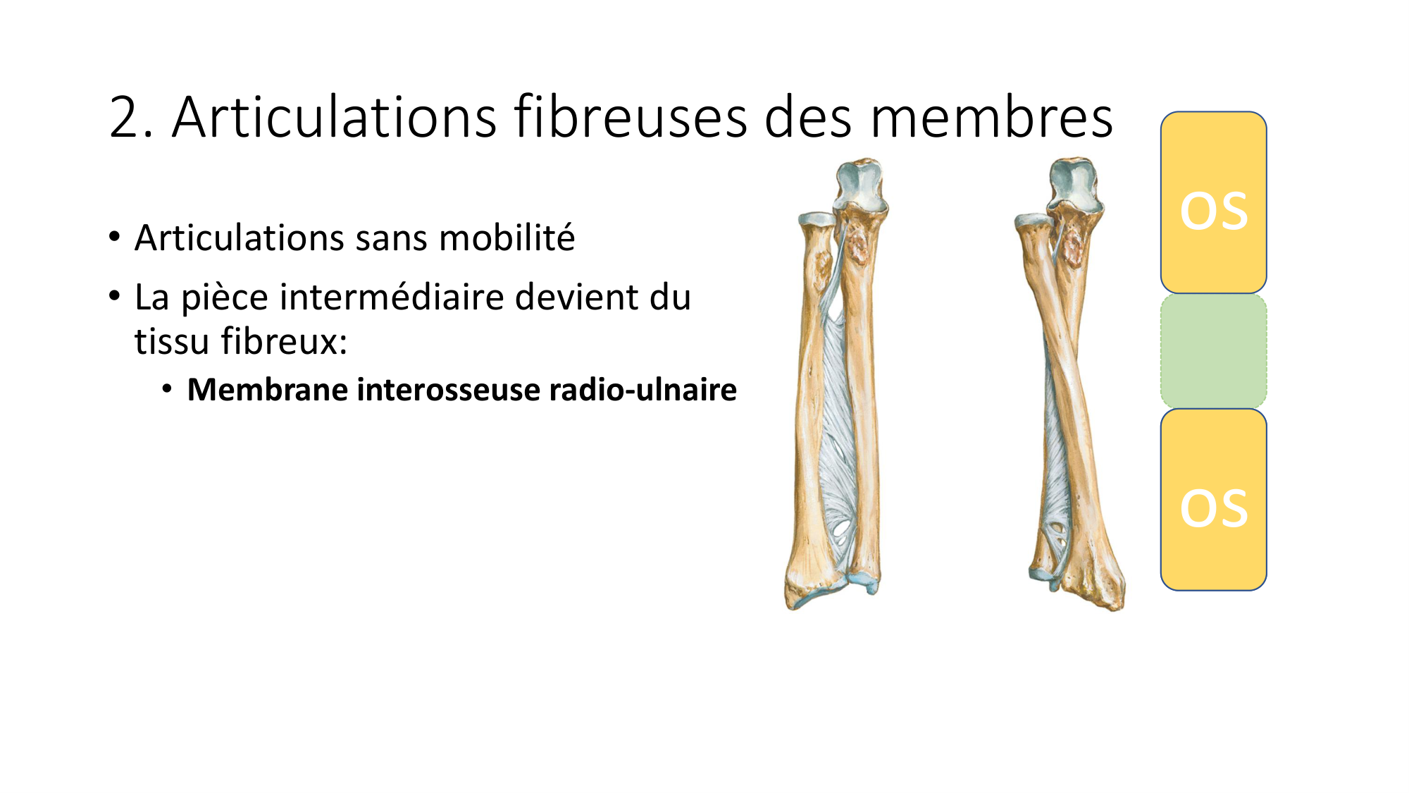 1 BA généralité ostéologie arthrologie 2025-26 page 22