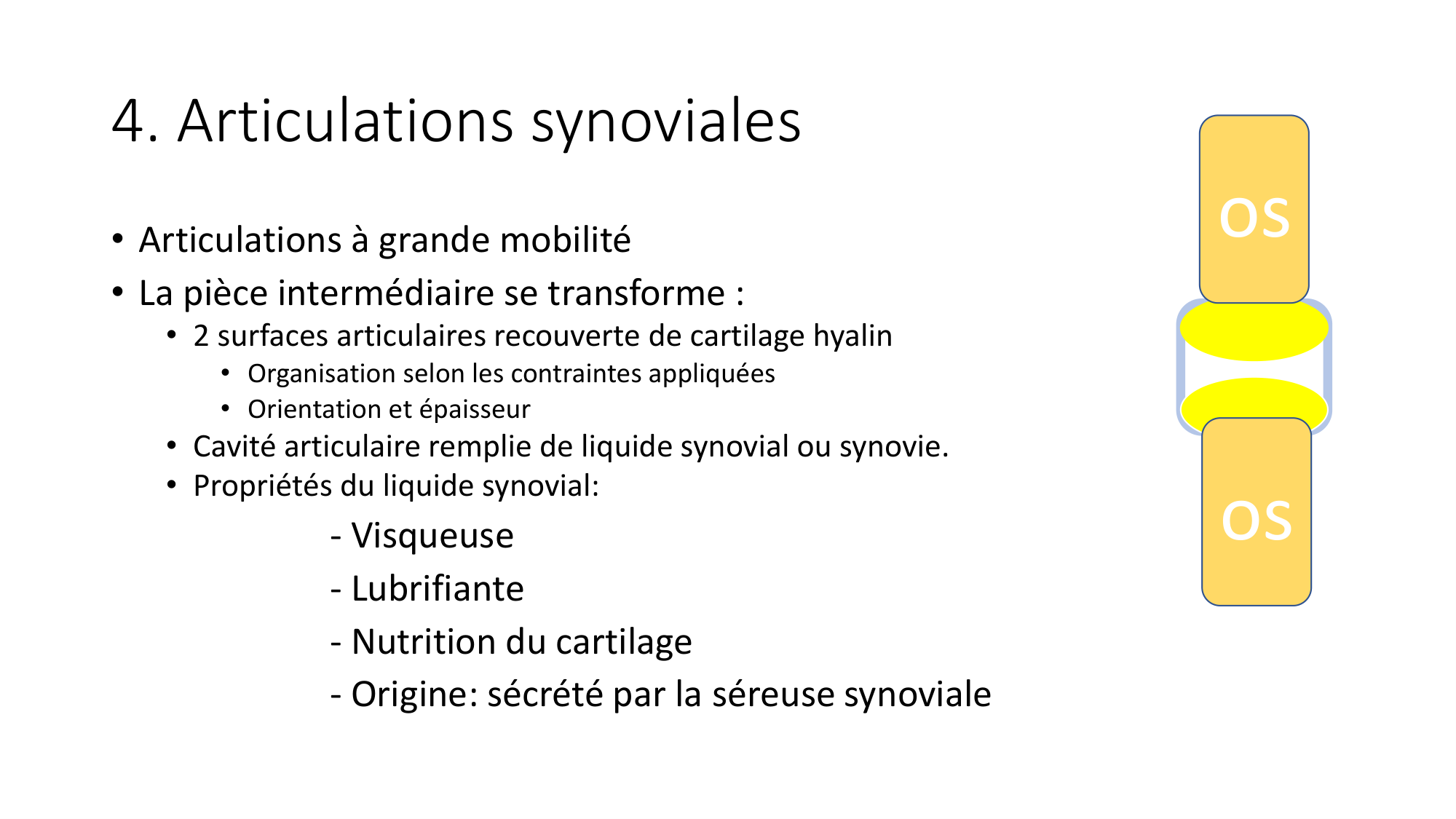 1 BA généralité ostéologie arthrologie 2025-26 page 25