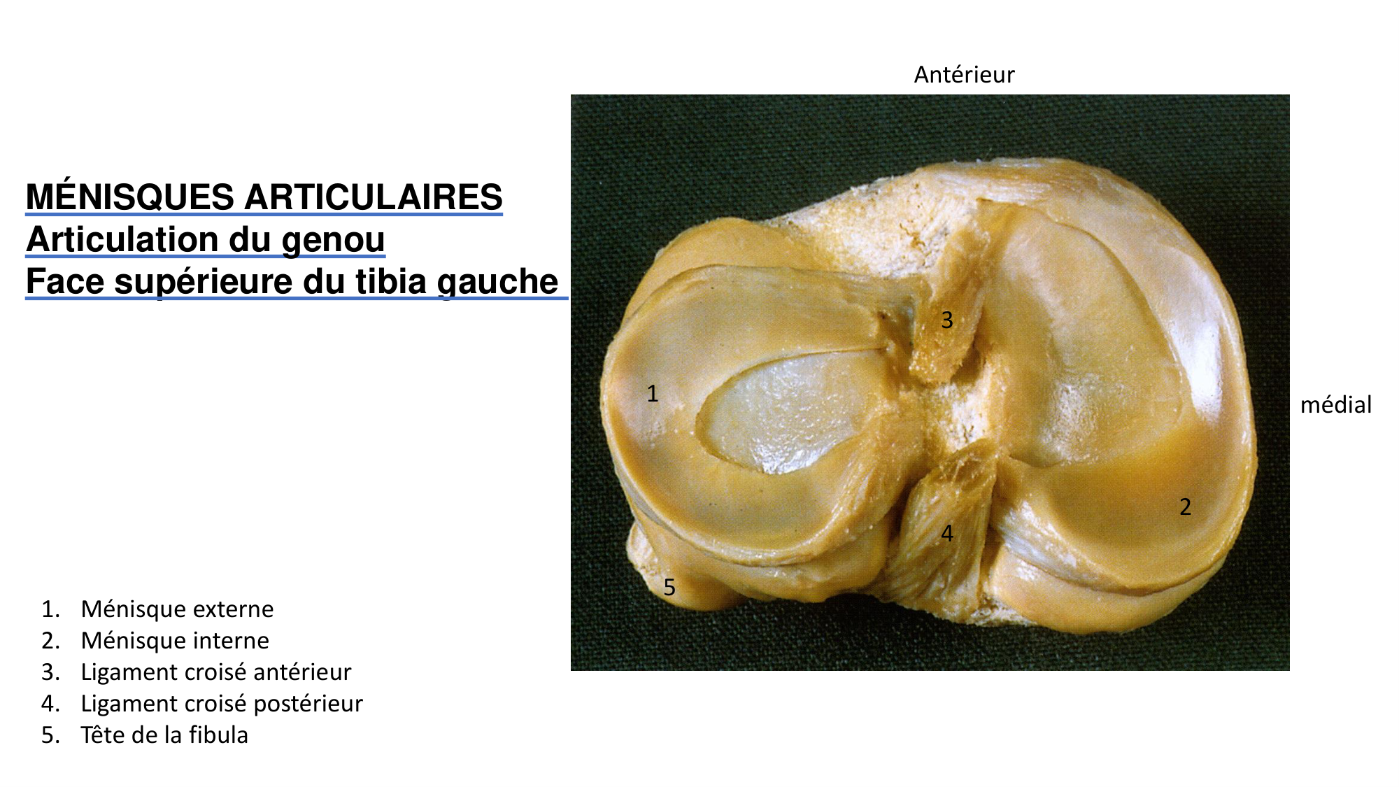 1 BA généralité ostéologie arthrologie 2025-26 page 31