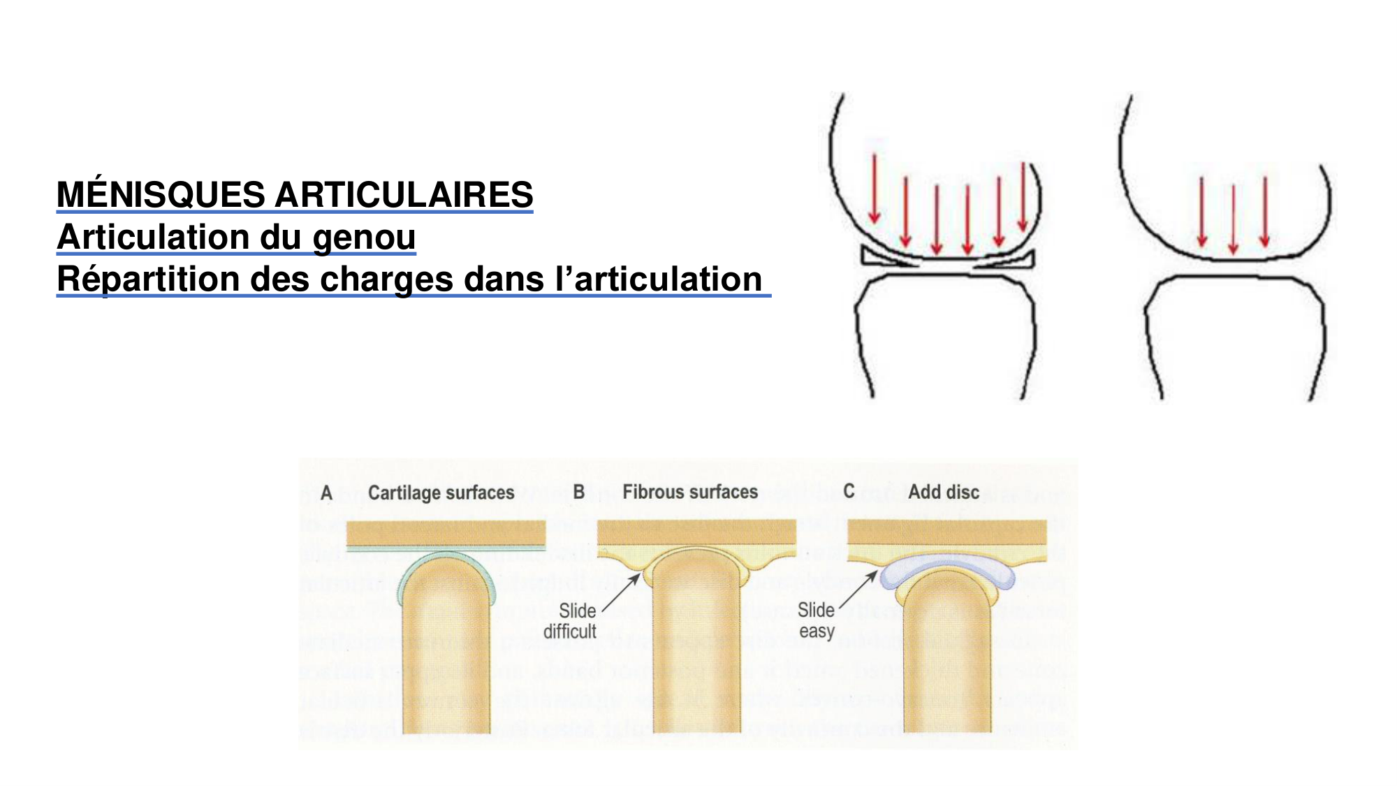 1 BA généralité ostéologie arthrologie 2025-26 page 32