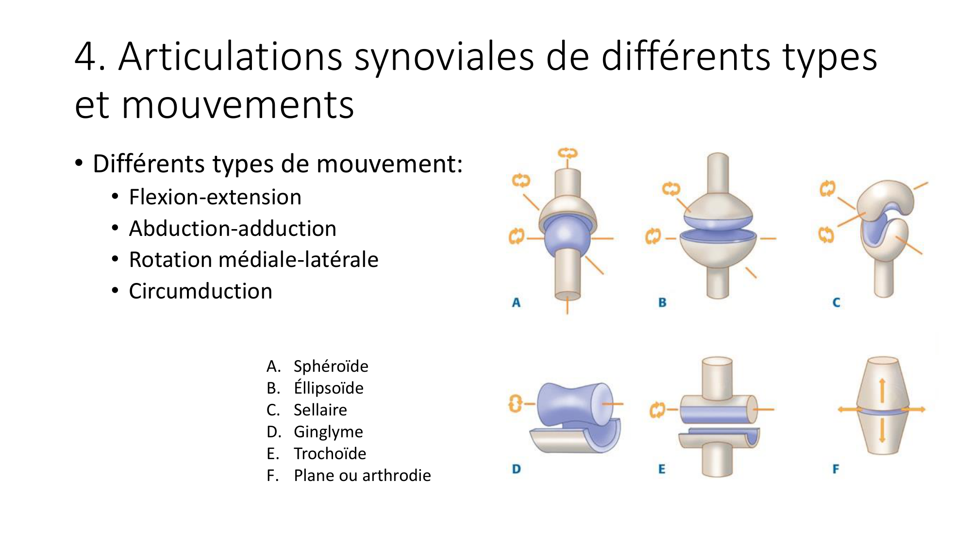 1 BA généralité ostéologie arthrologie 2025-26 page 35