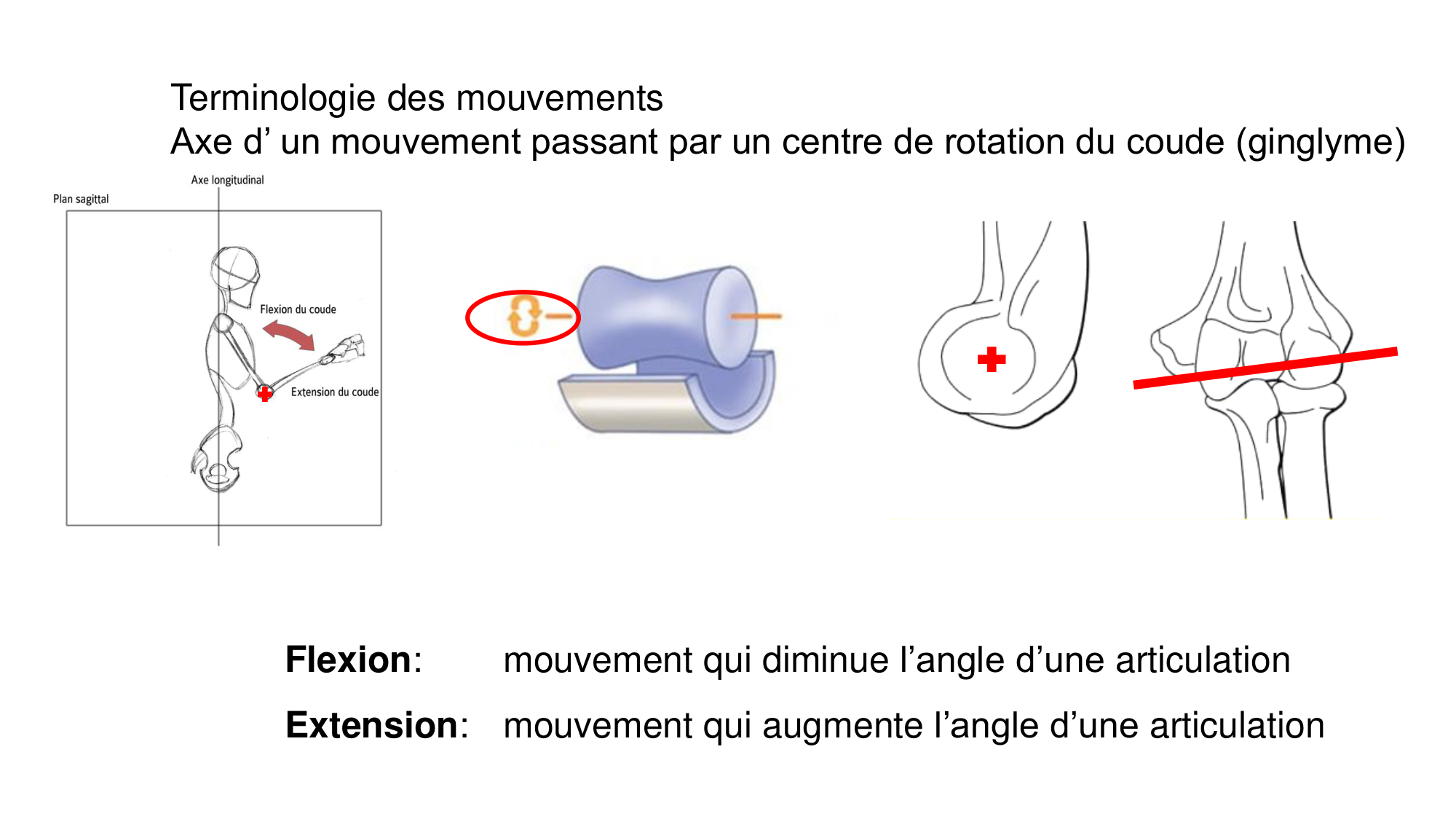 1 BA généralité ostéologie arthrologie 2025-26 page 37