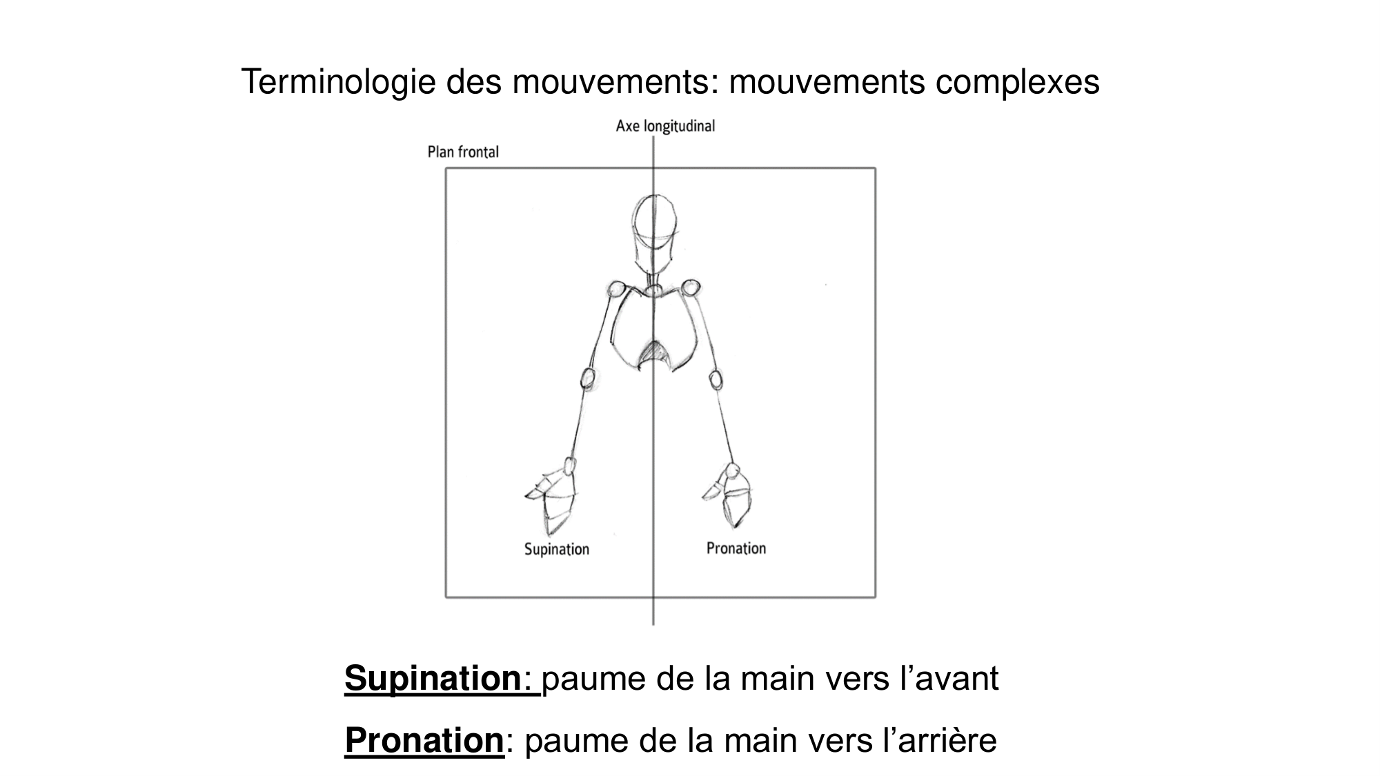 1 BA généralité ostéologie arthrologie 2025-26 page 40