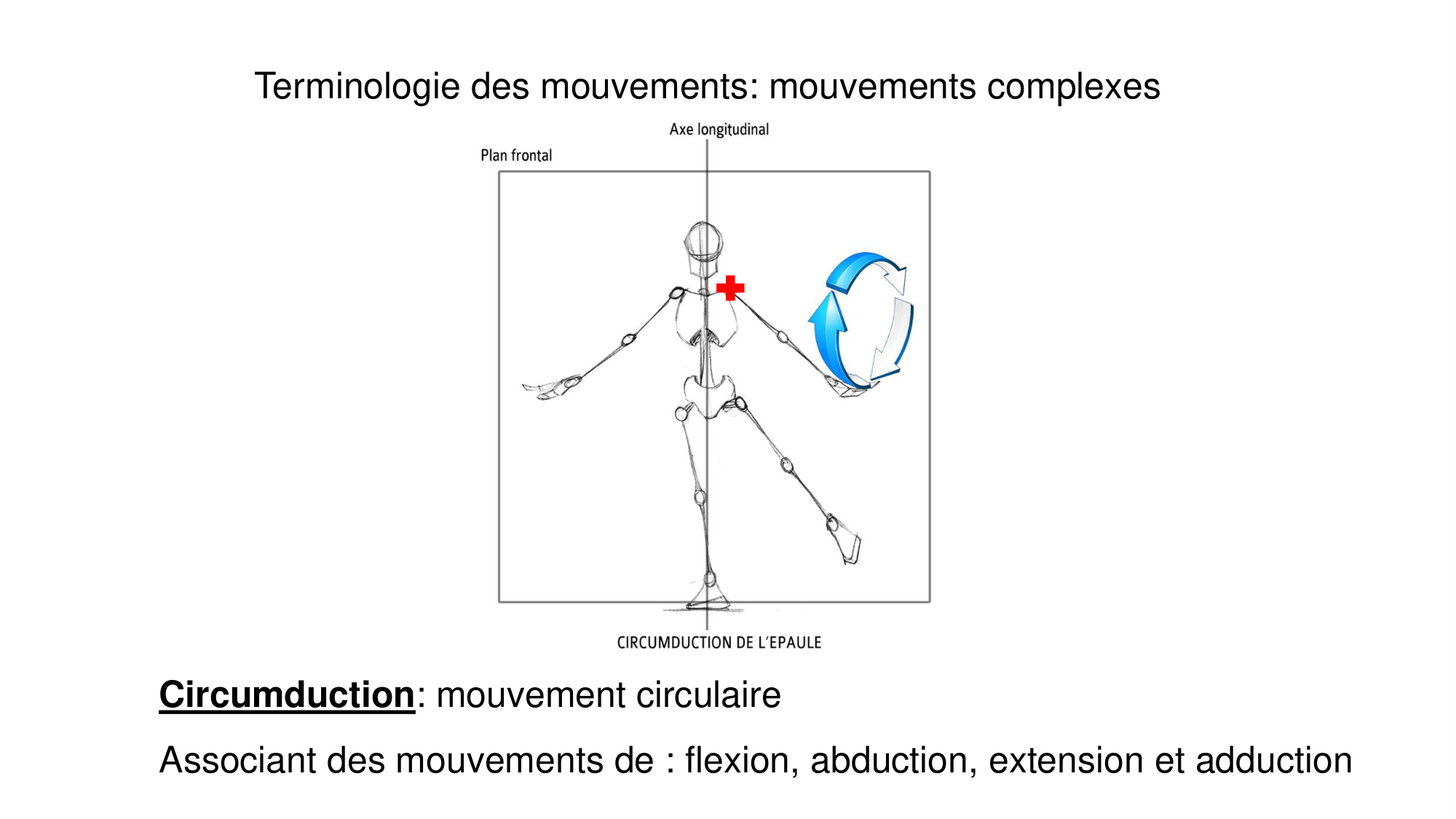 1 BA généralité ostéologie arthrologie 2025-26 page 41