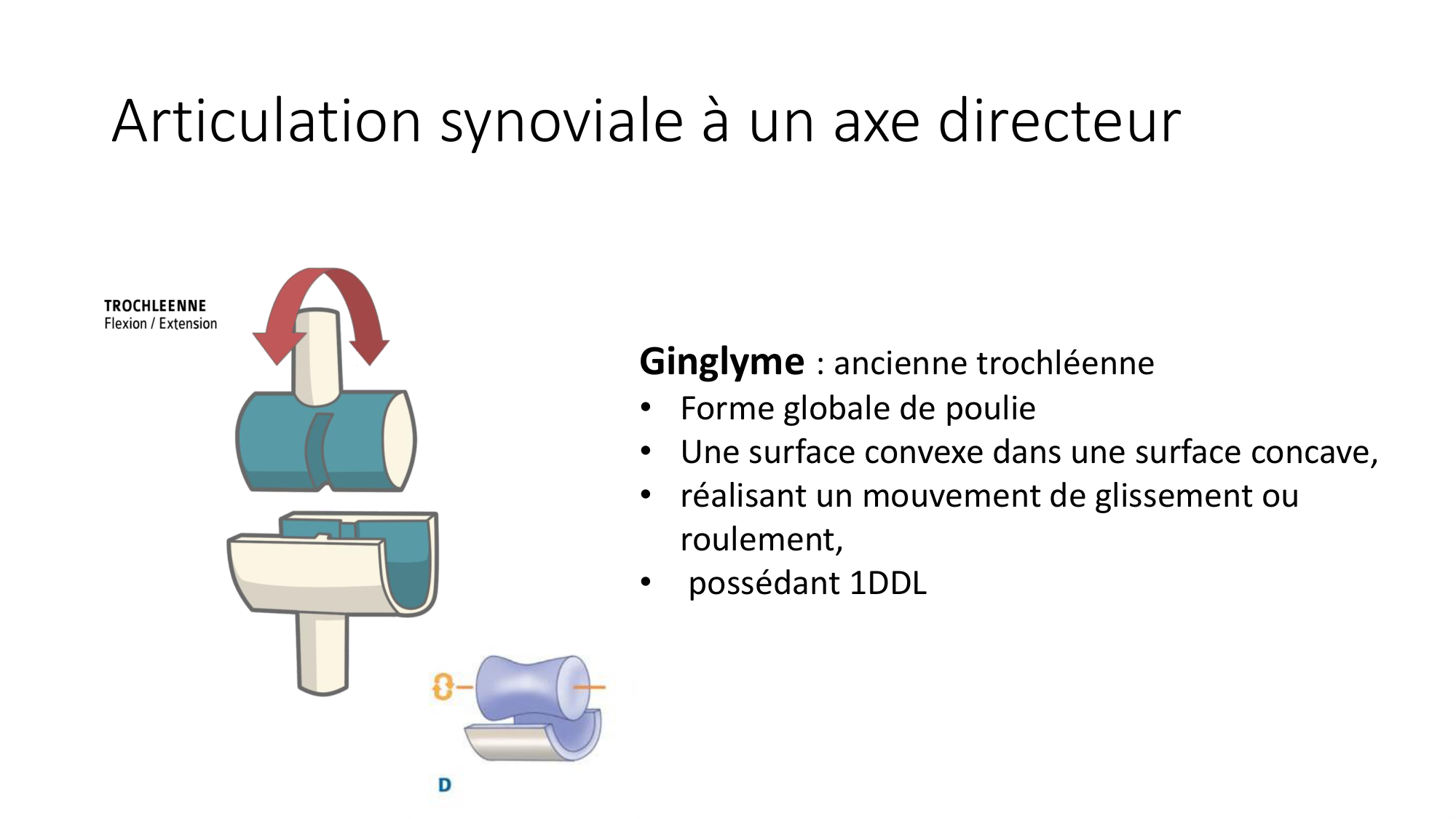 1 BA généralité ostéologie arthrologie 2025-26 page 43