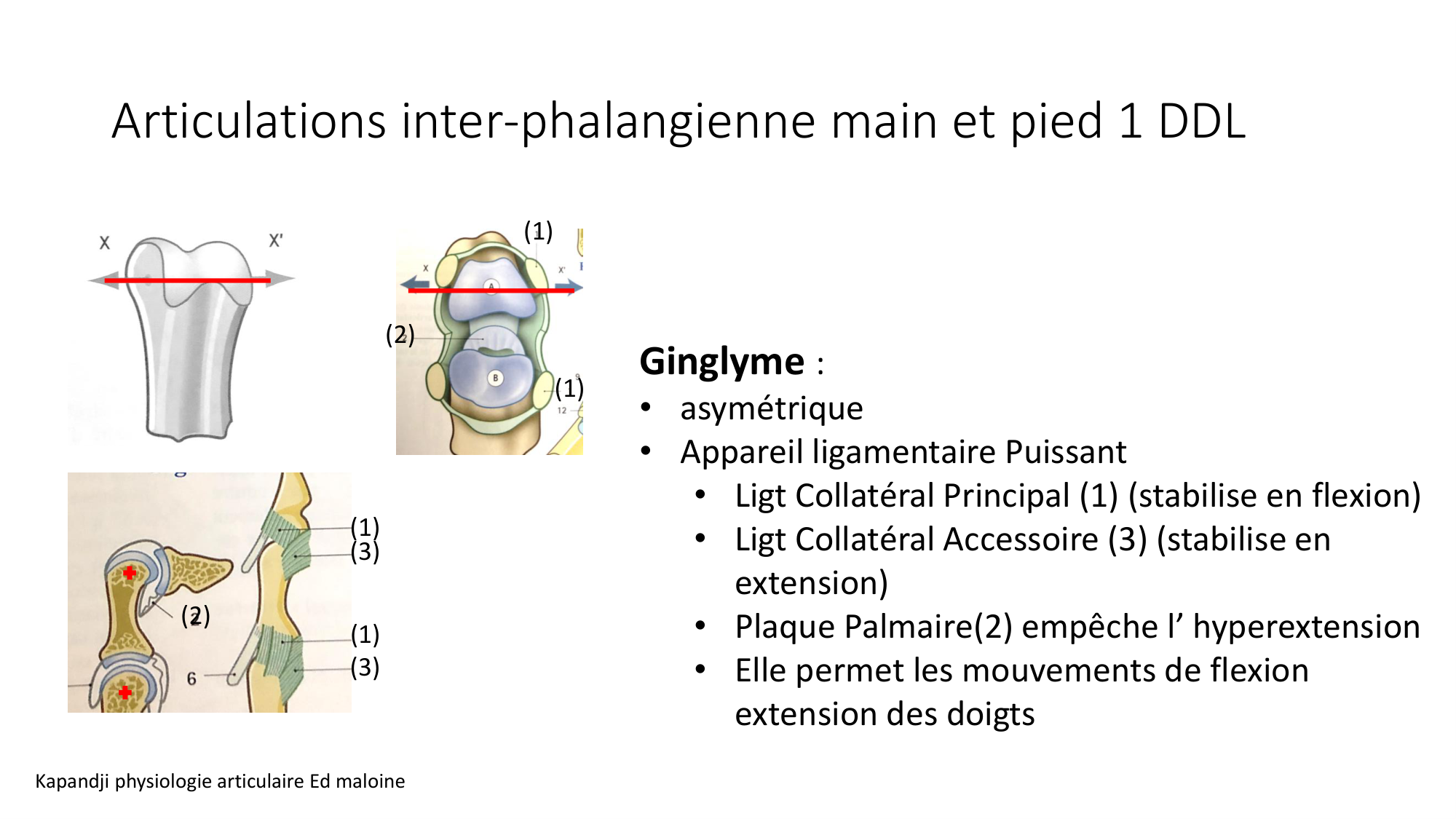 1 BA généralité ostéologie arthrologie 2025-26 page 45