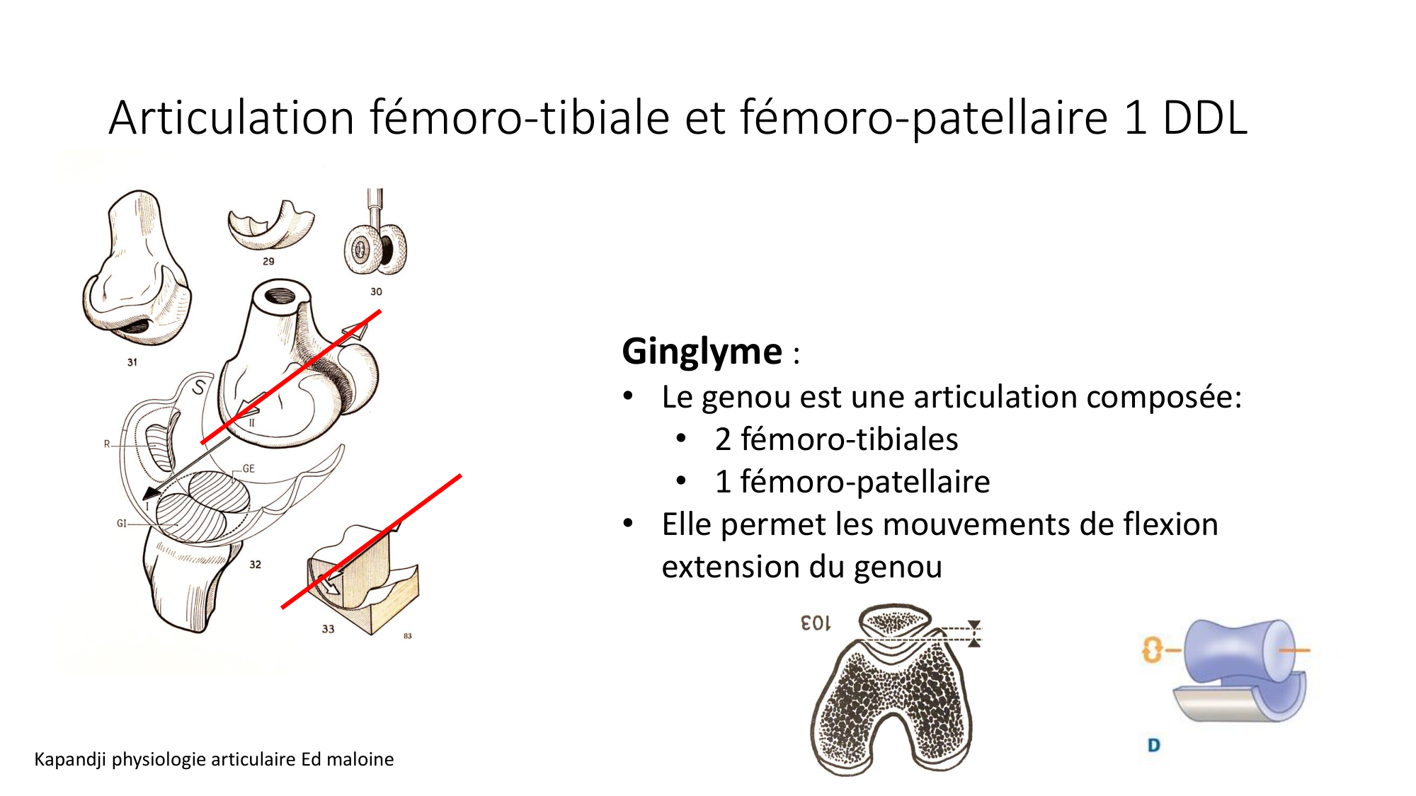1 BA généralité ostéologie arthrologie 2025-26 page 46