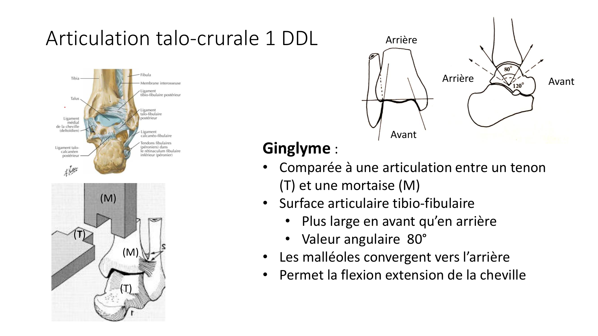 1 BA généralité ostéologie arthrologie 2025-26 page 47
