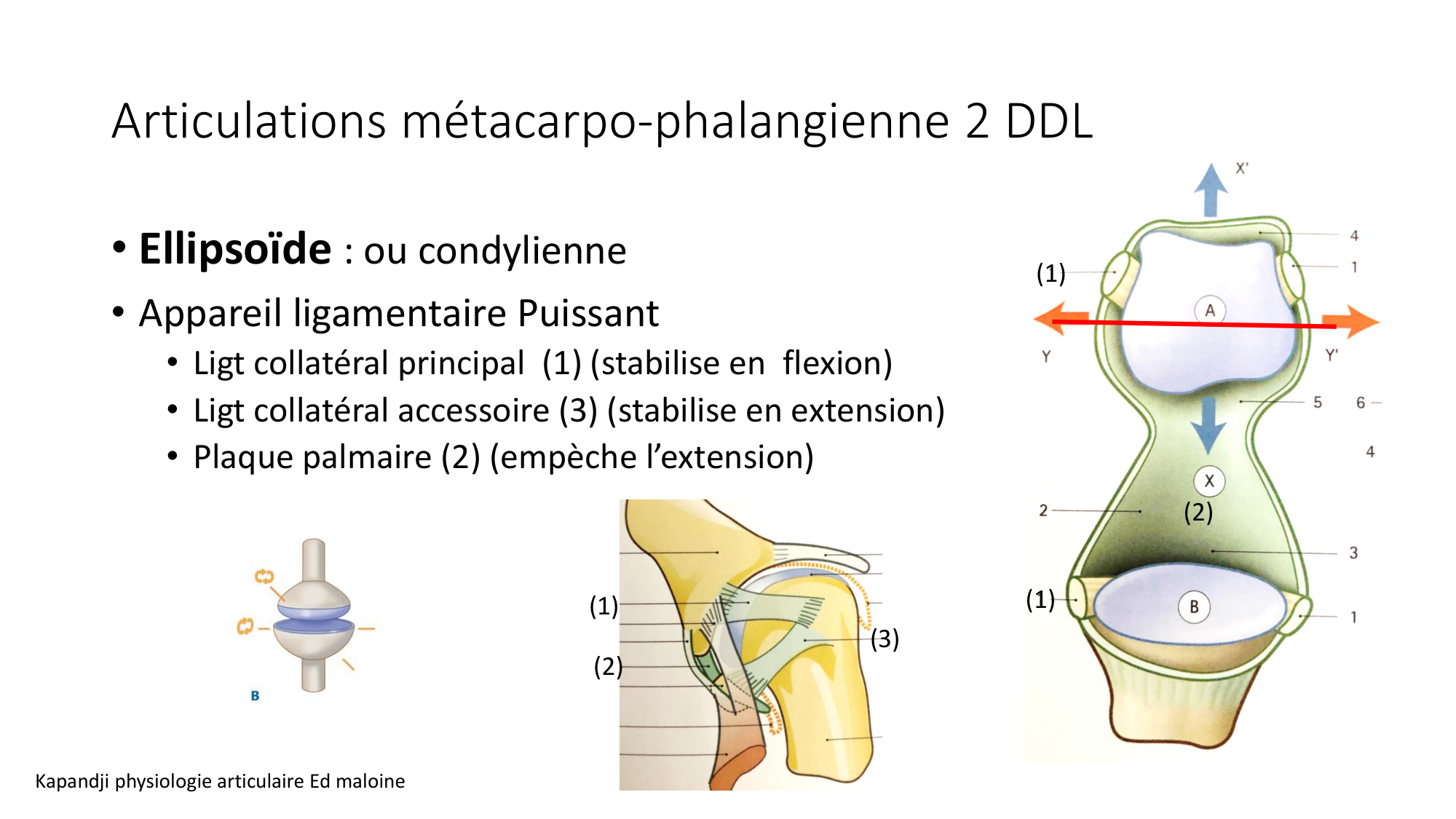 1 BA généralité ostéologie arthrologie 2025-26 page 51