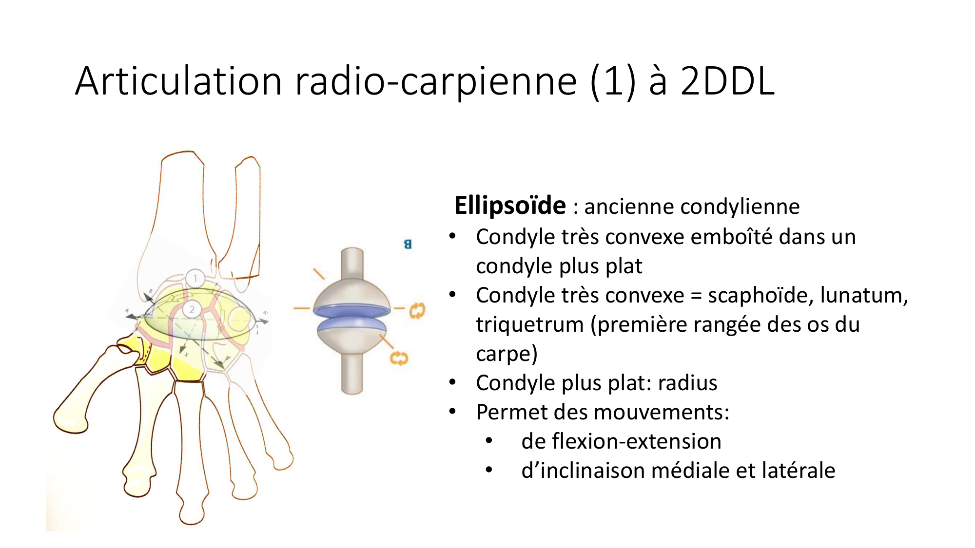 1 BA généralité ostéologie arthrologie 2025-26 page 52