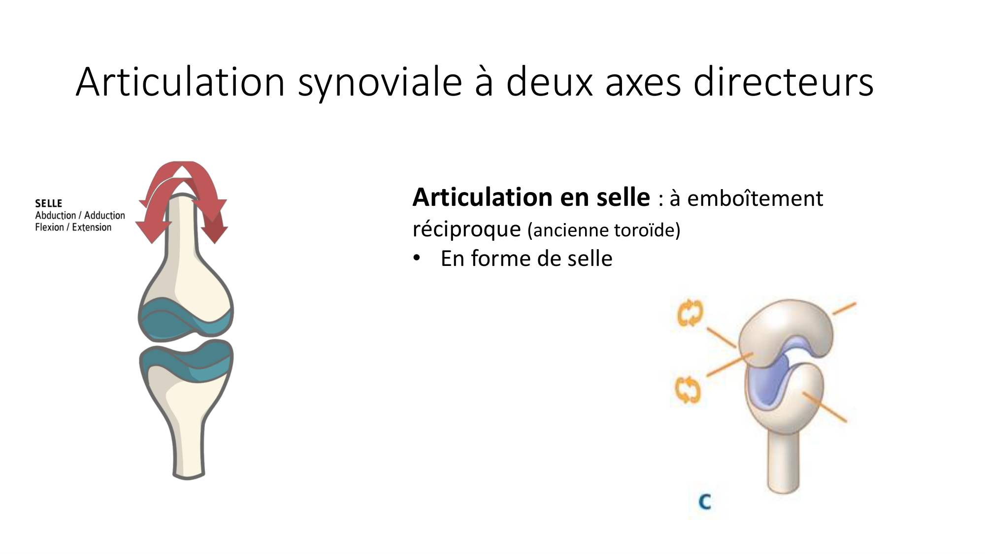 1 BA généralité ostéologie arthrologie 2025-26 page 53
