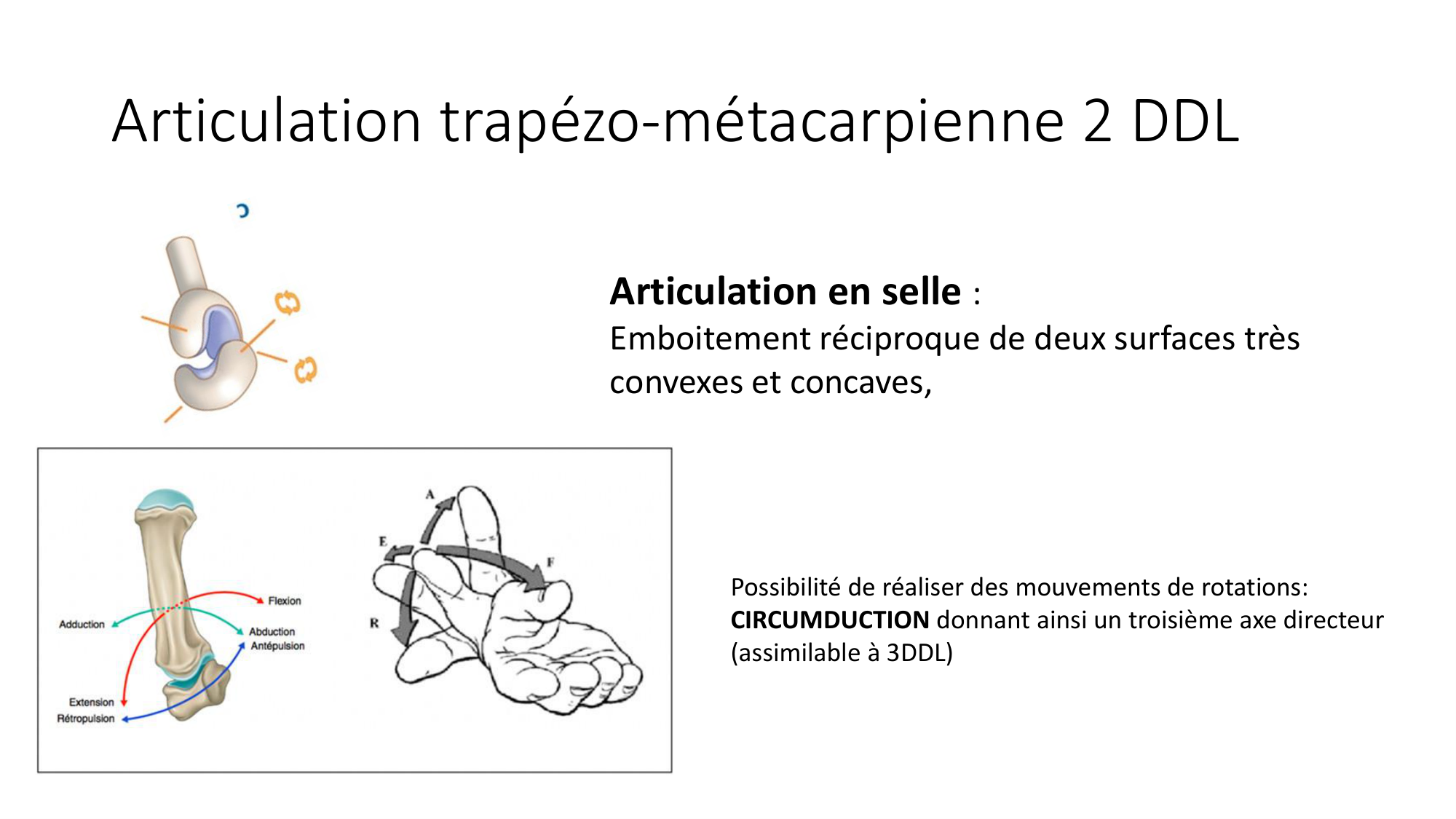 1 BA généralité ostéologie arthrologie 2025-26 page 59