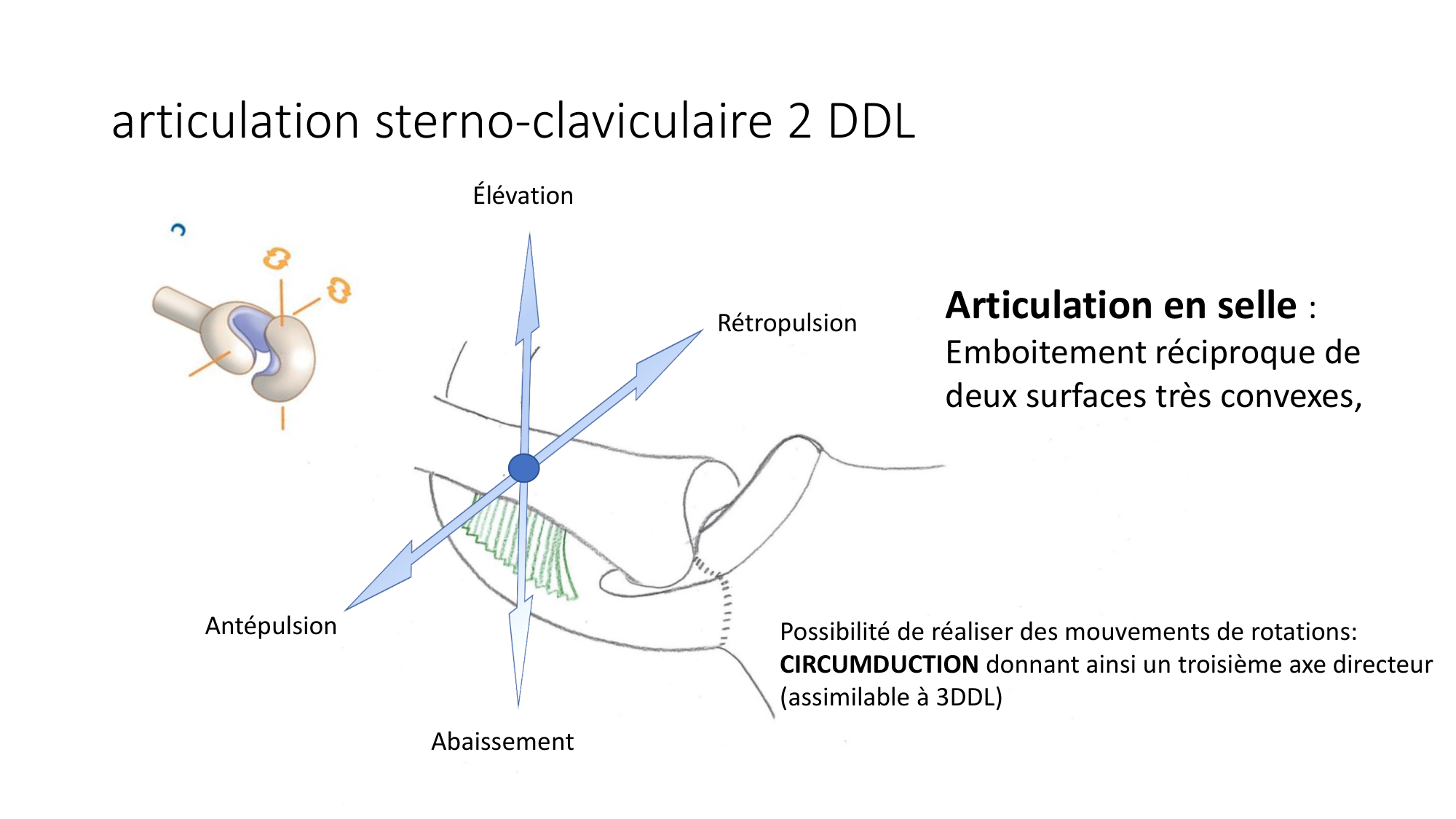 1 BA généralité ostéologie arthrologie 2025-26 page 60