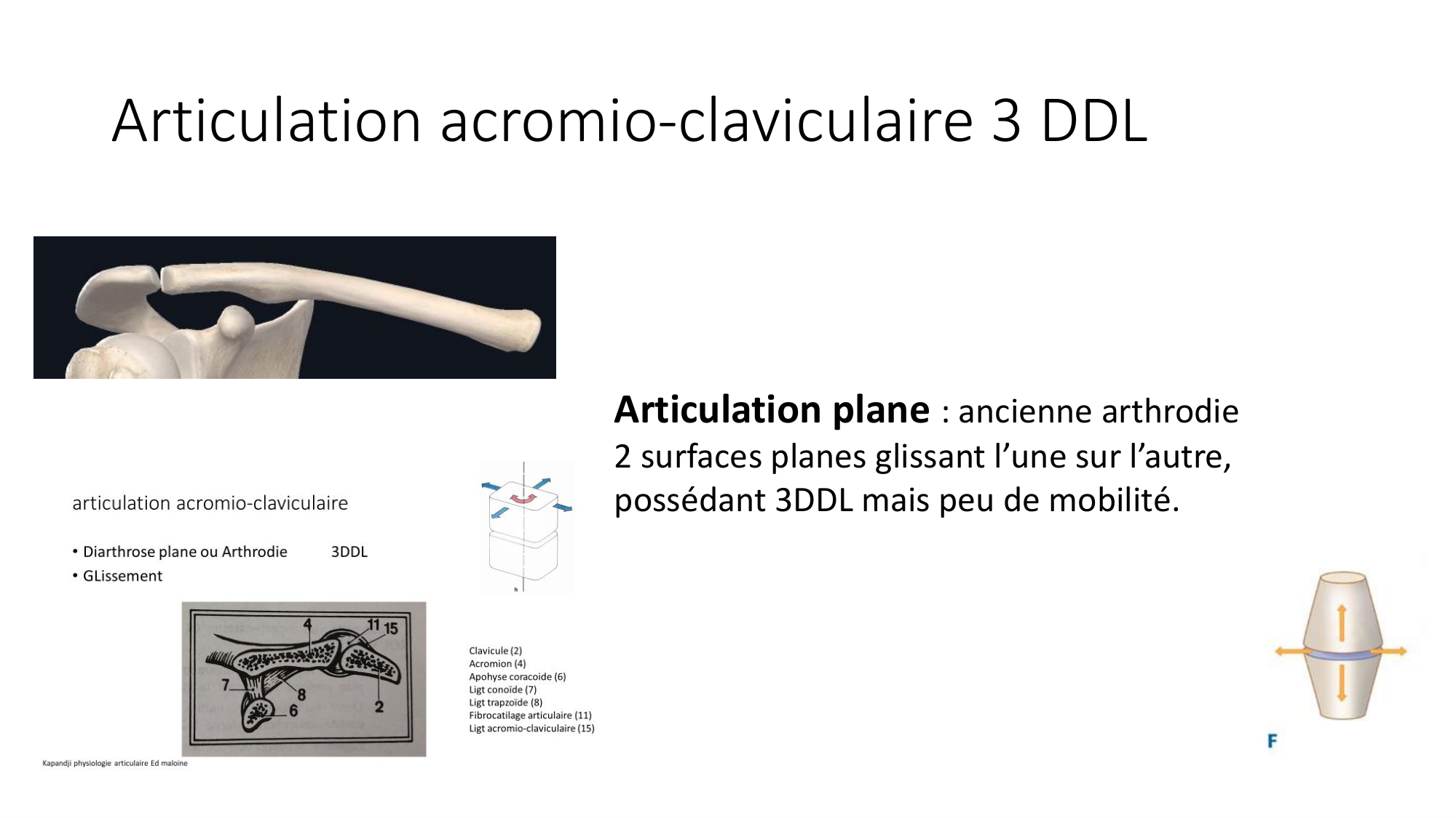 1 BA généralité ostéologie arthrologie 2025-26 page 62