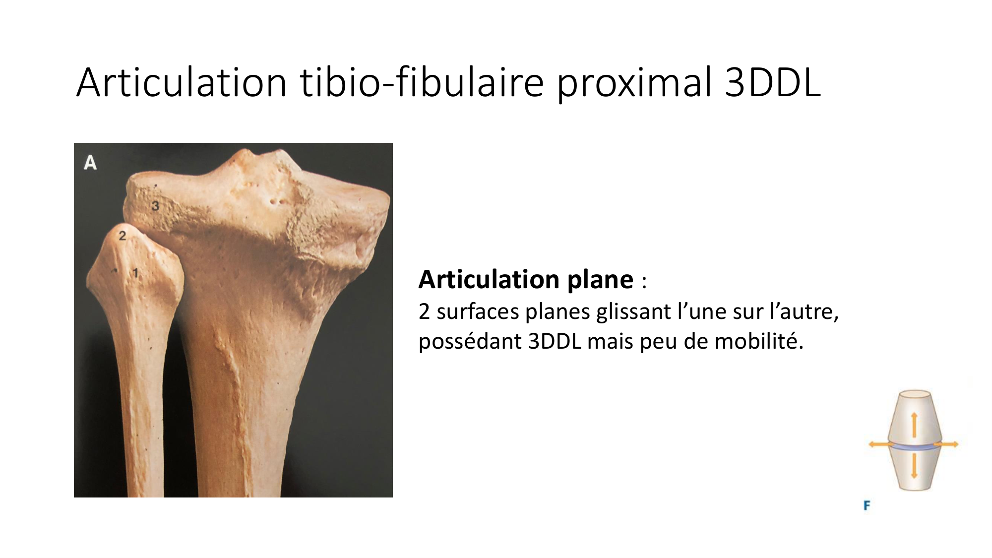 1 BA généralité ostéologie arthrologie 2025-26 page 63