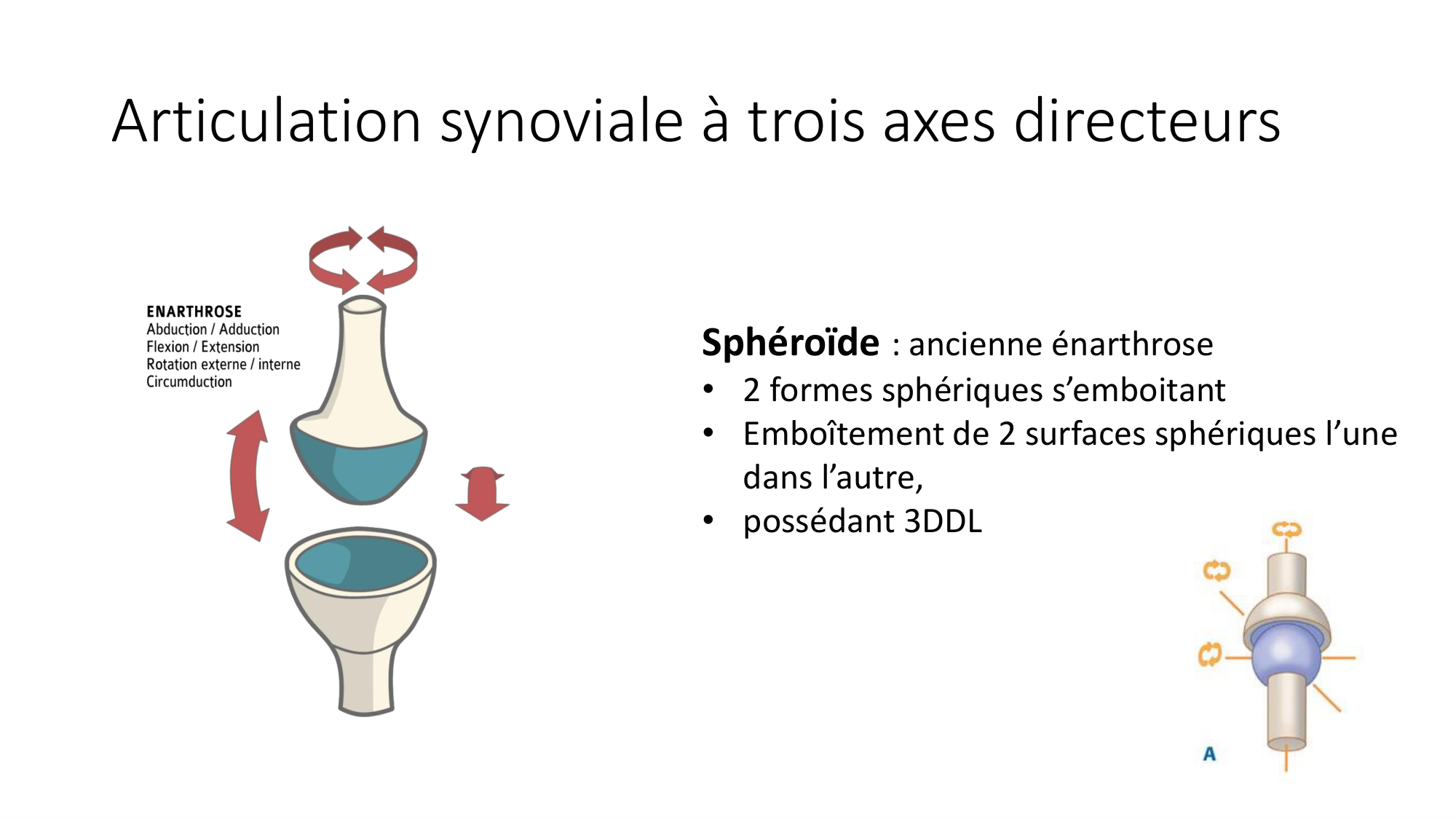 1 BA généralité ostéologie arthrologie 2025-26 page 64