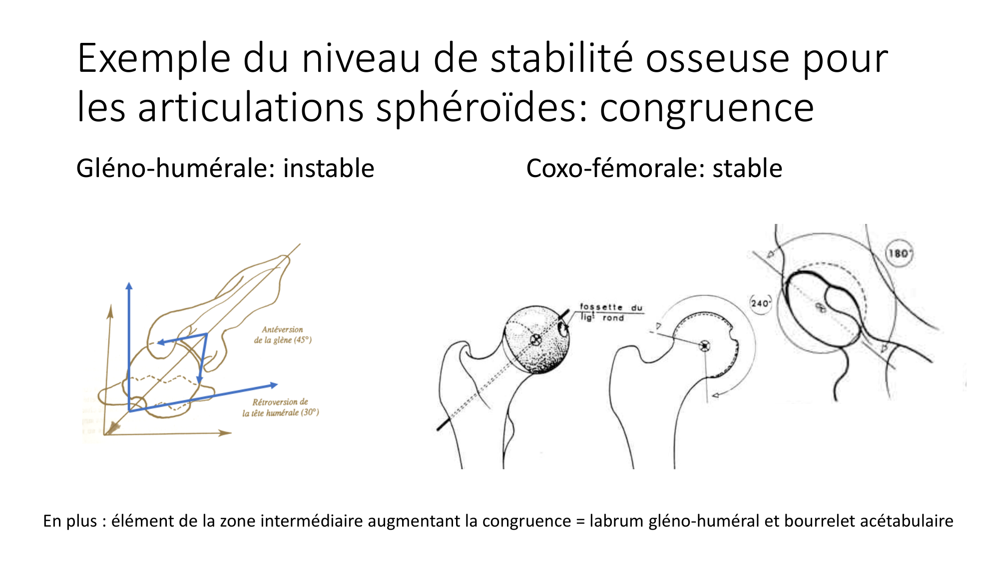 1 BA généralité ostéologie arthrologie 2025-26 page 68