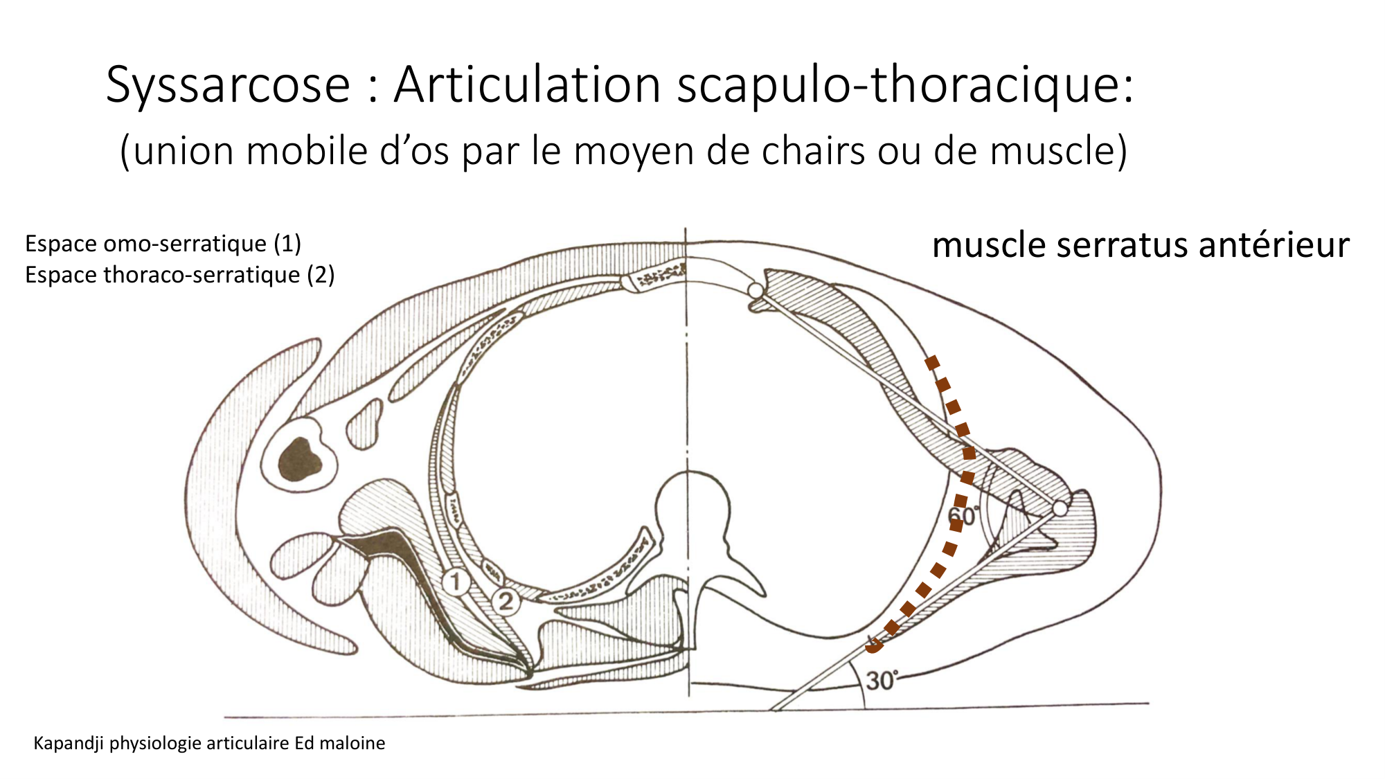 1 BA généralité ostéologie arthrologie 2025-26 page 75