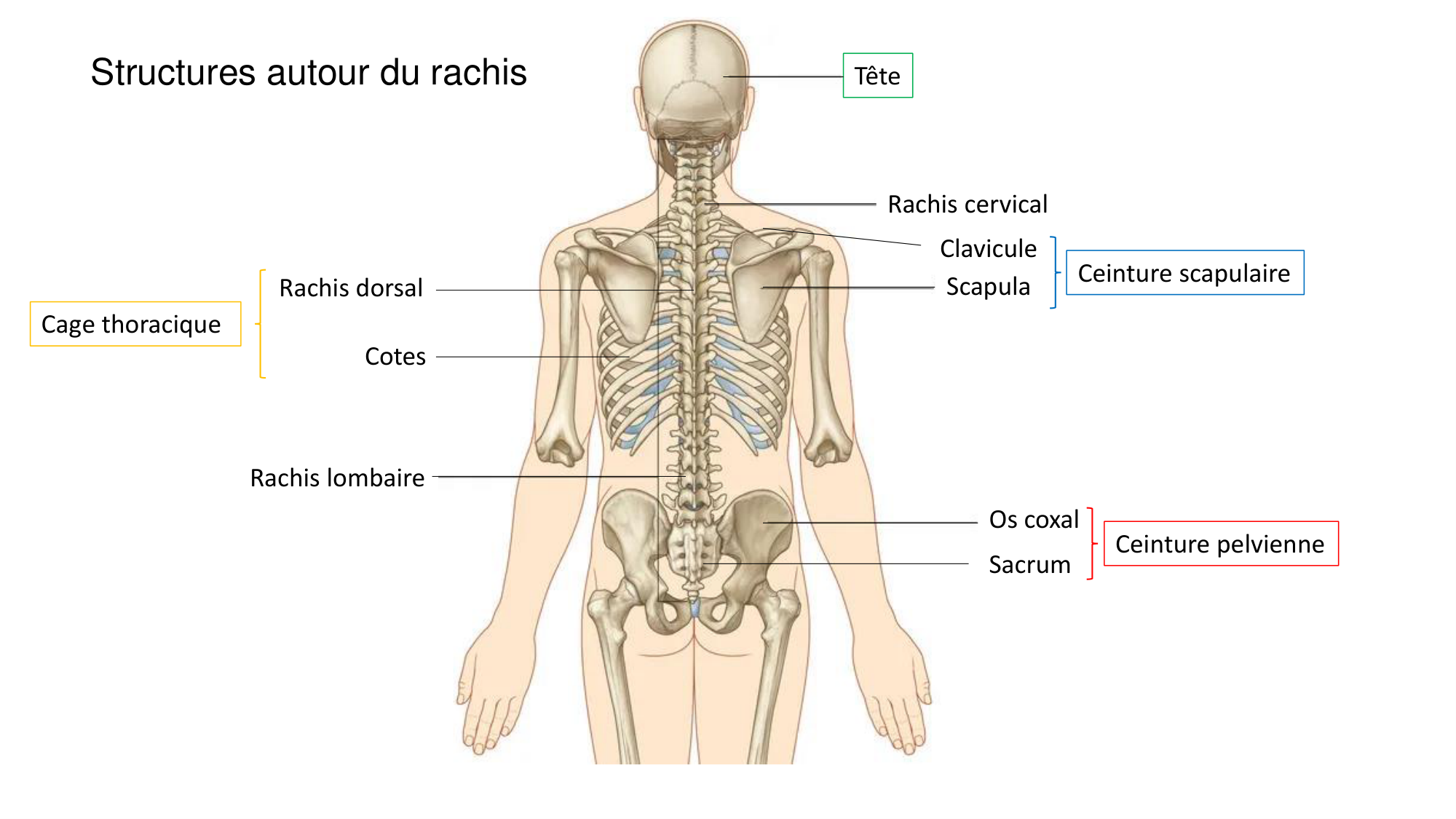1 BA ostélogie MI bassin 2025-26 page 3