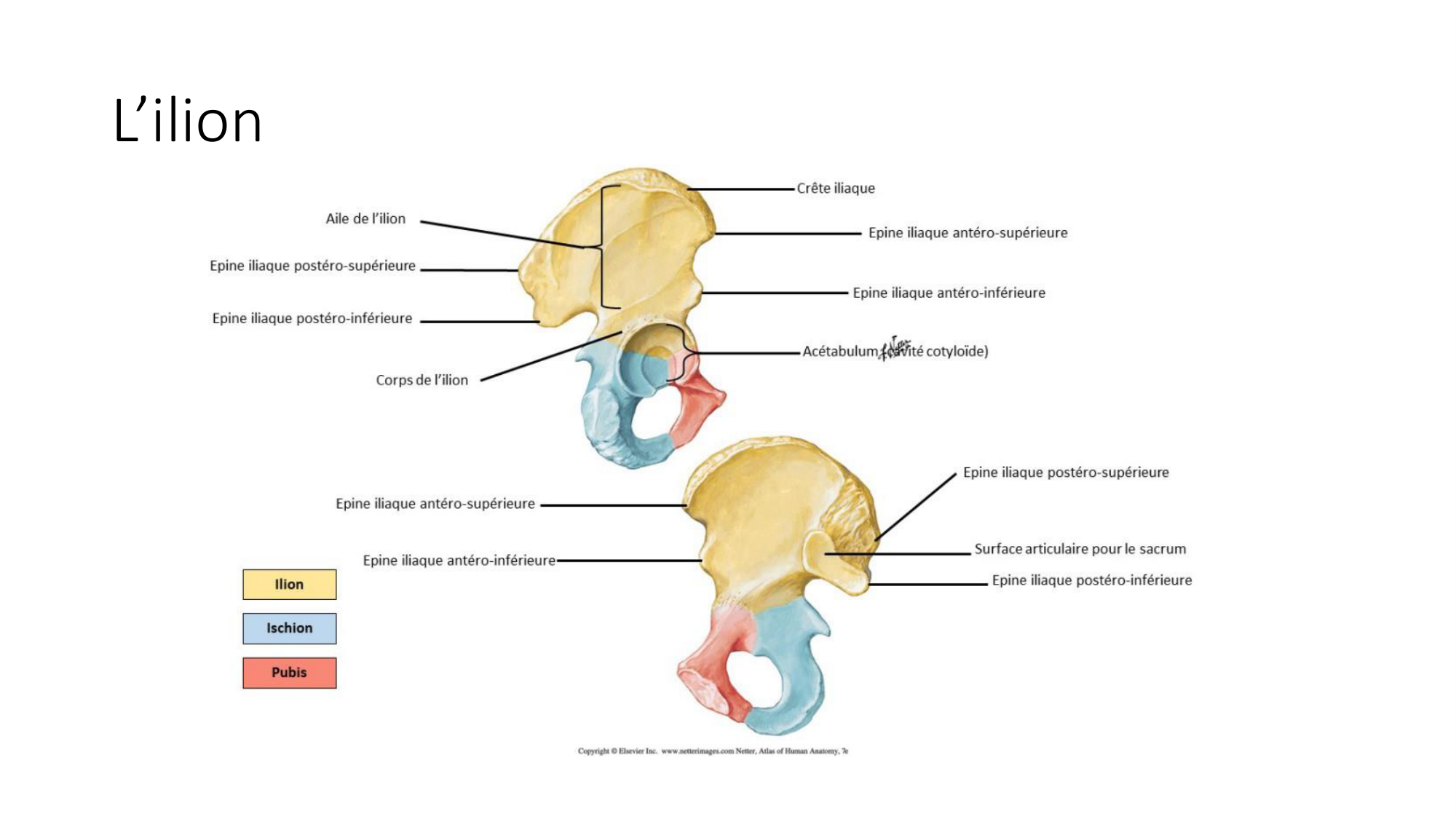 1 BA ostélogie MI bassin 2025-26 page 8
