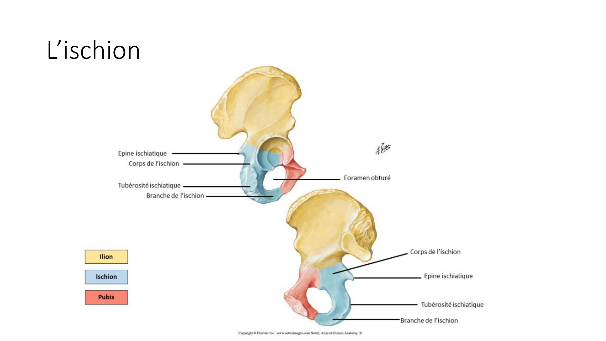 1 BA ostélogie MI bassin 2025-26 page 9