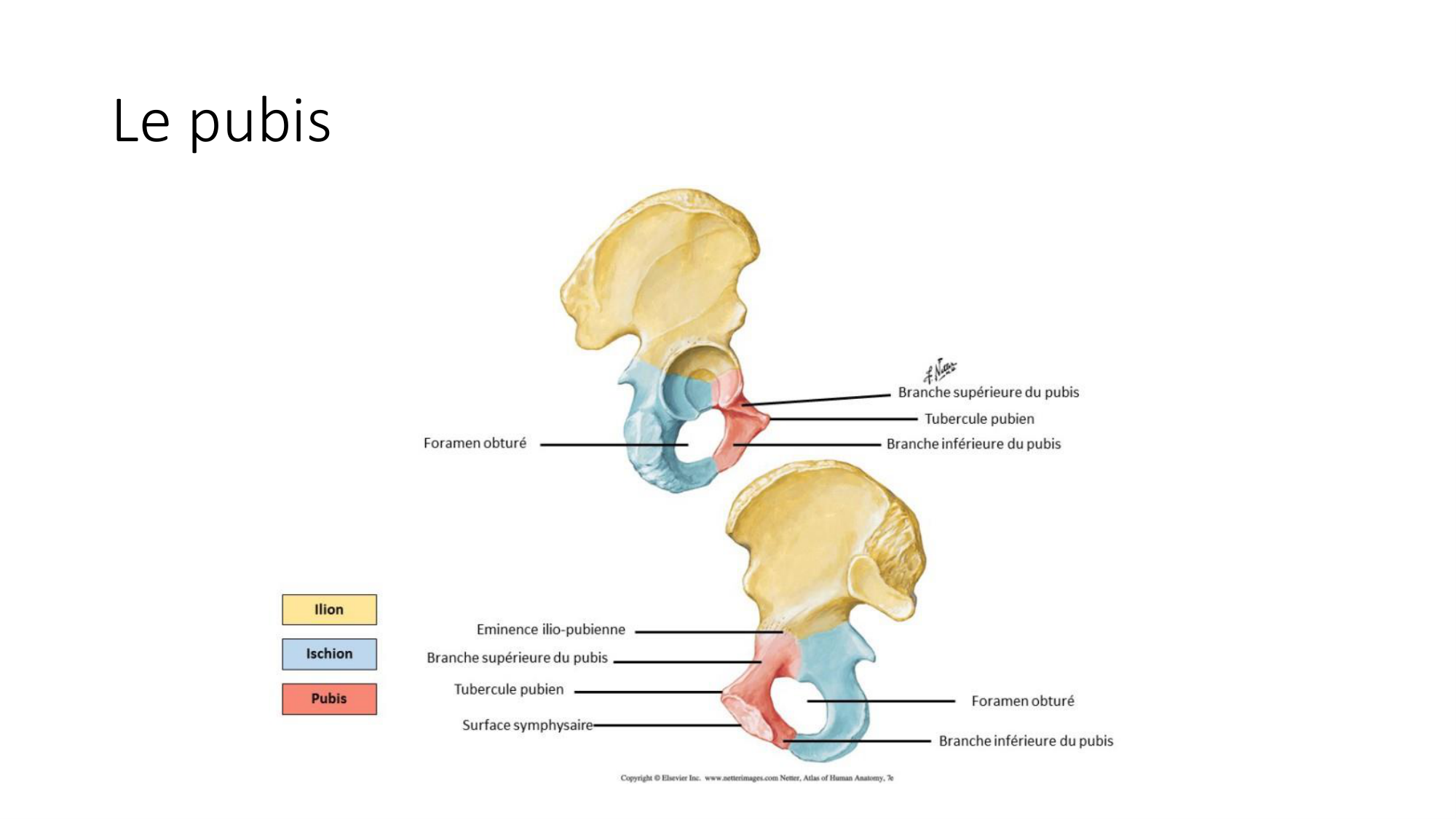 1 BA ostélogie MI bassin 2025-26 page 10