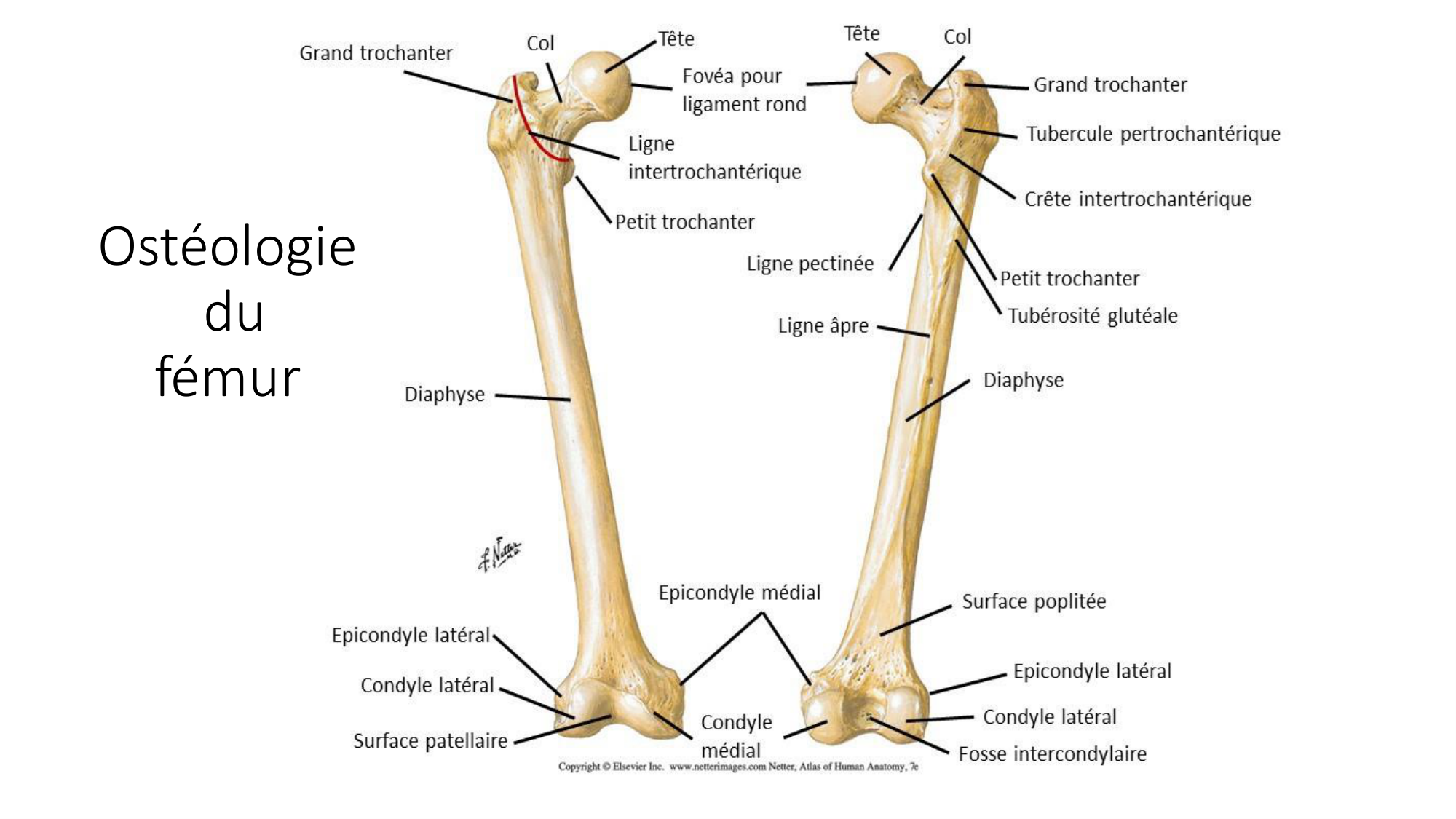 1 BA ostélogie MI bassin 2025-26 page 12