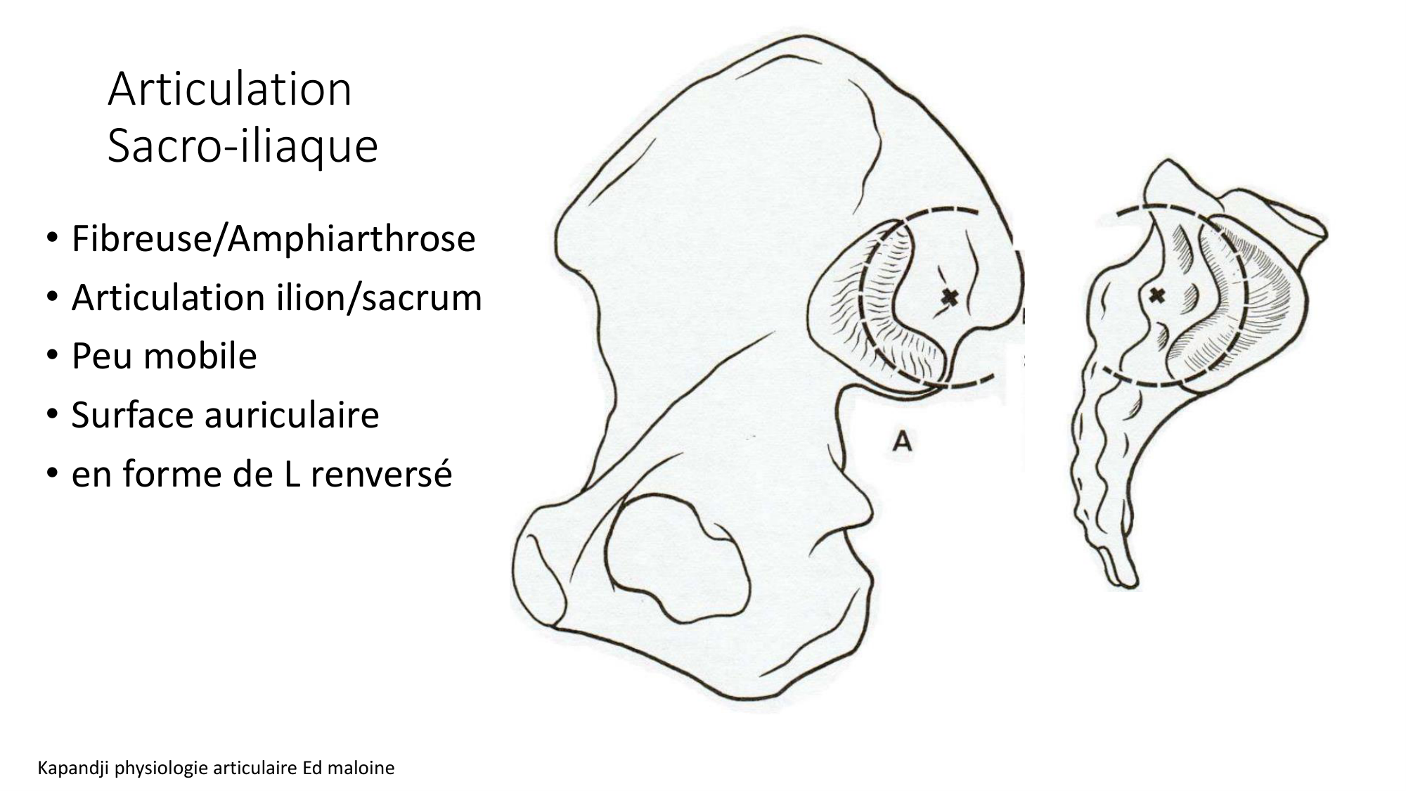 1 BA ostélogie MI bassin 2025-26 page 16