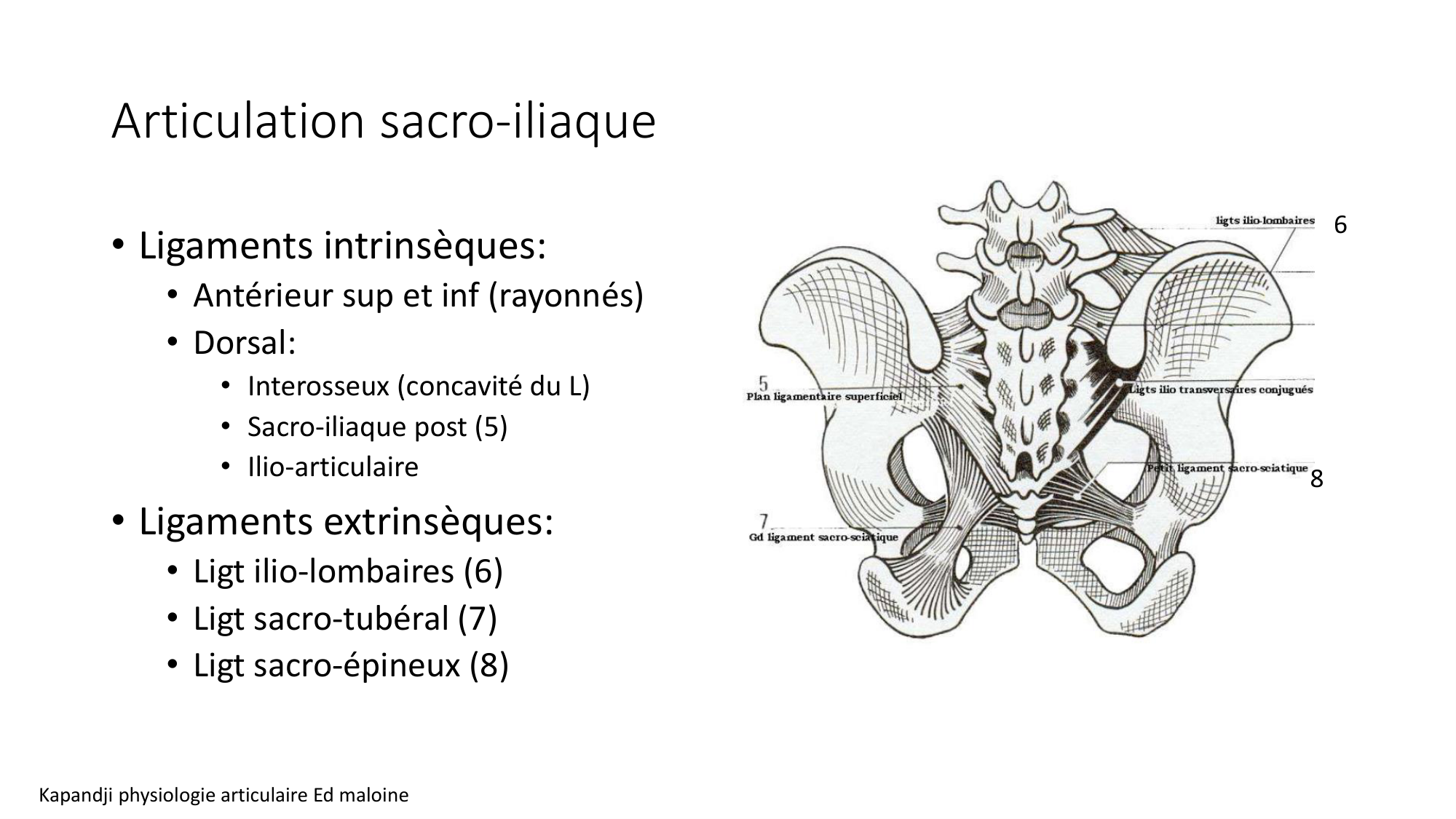 1 BA ostélogie MI bassin 2025-26 page 18