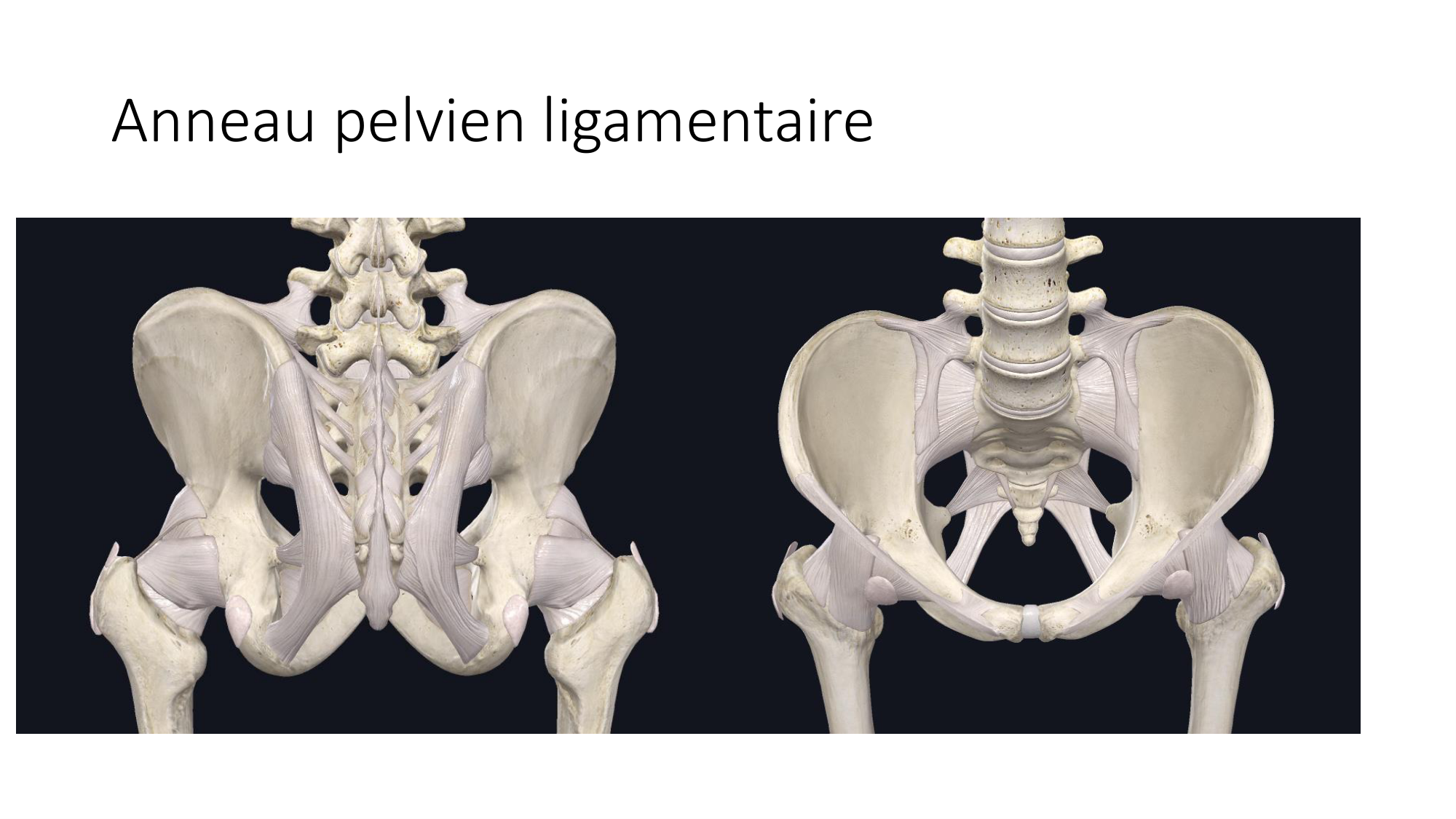 1 BA ostélogie MI bassin 2025-26 page 20