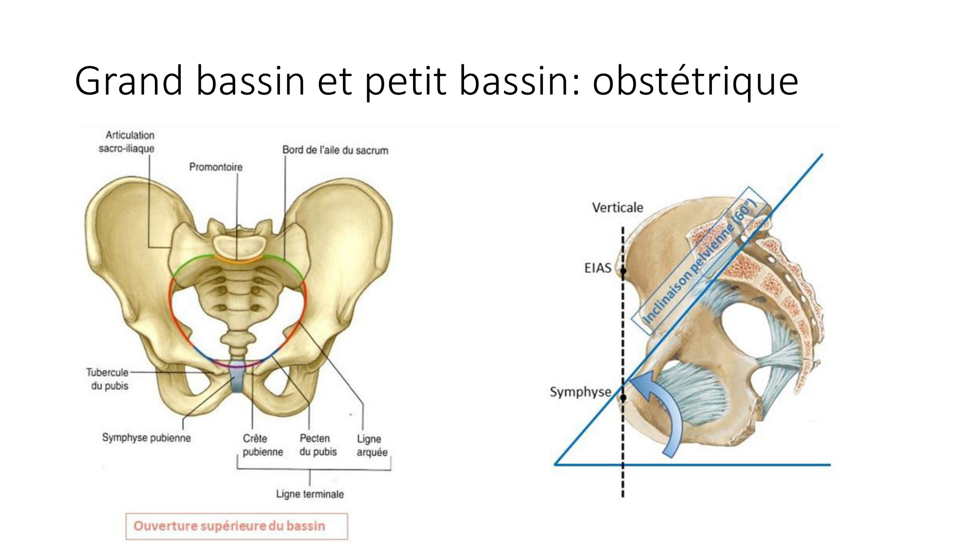1 BA ostélogie MI bassin 2025-26 page 22