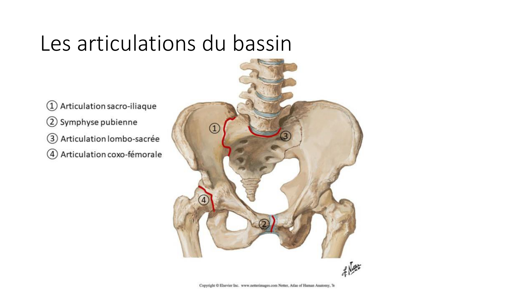 1 BA ostélogie MI bassin 2025-26 page 26