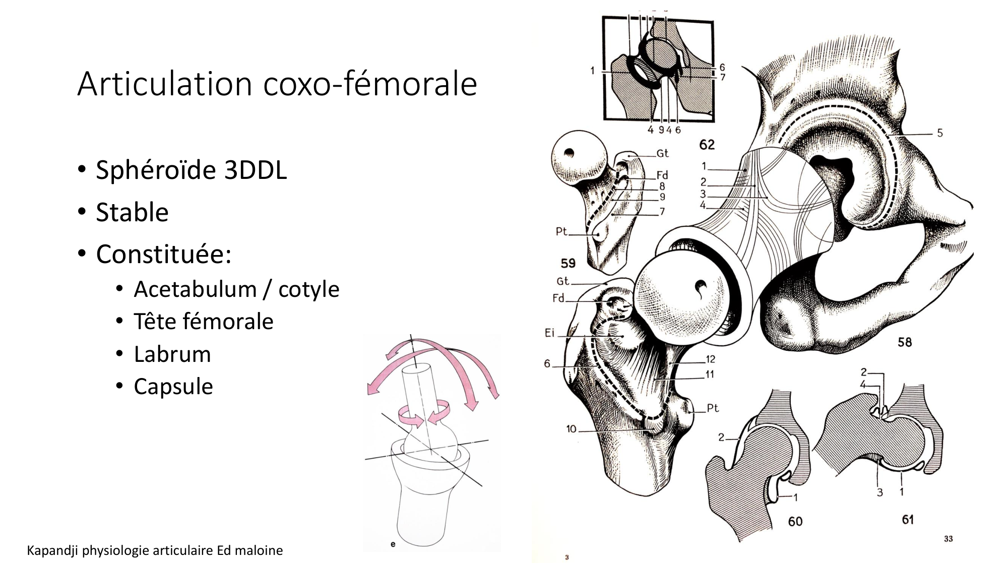 1 BA ostélogie MI bassin 2025-26 page 27