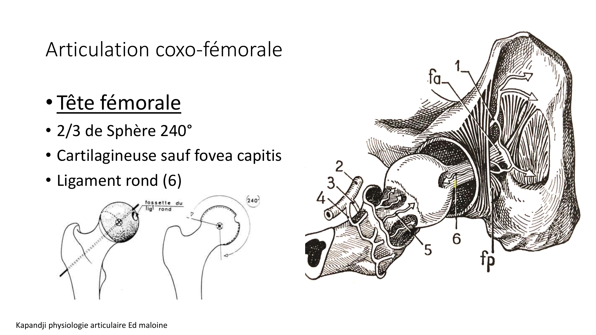 1 BA ostélogie MI bassin 2025-26 page 29