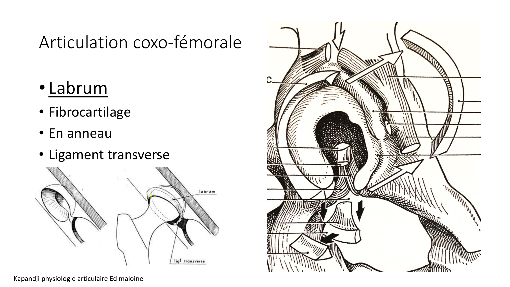 1 BA ostélogie MI bassin 2025-26 page 30