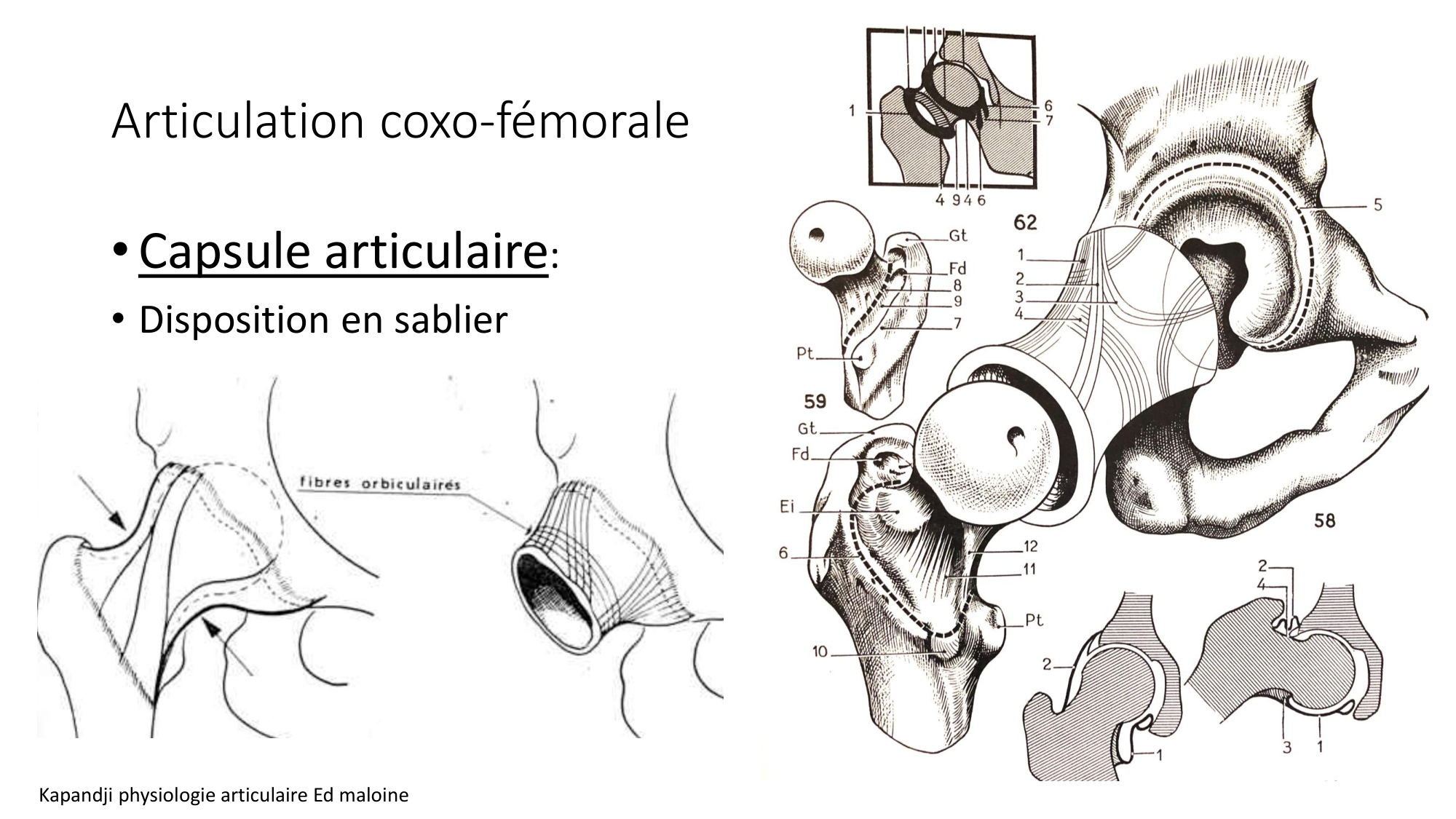 1 BA ostélogie MI bassin 2025-26 page 31