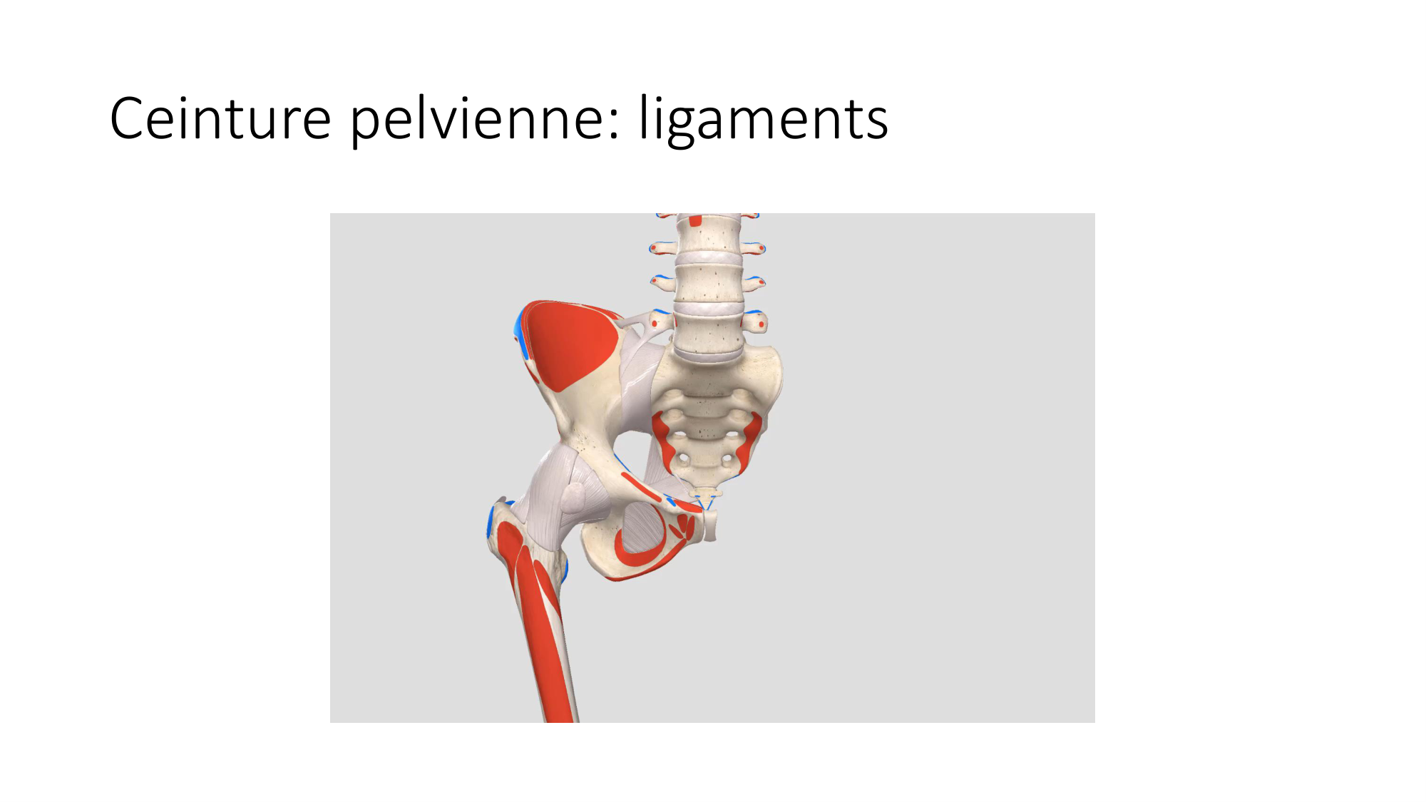 1 BA ostélogie MI bassin 2025-26 page 33