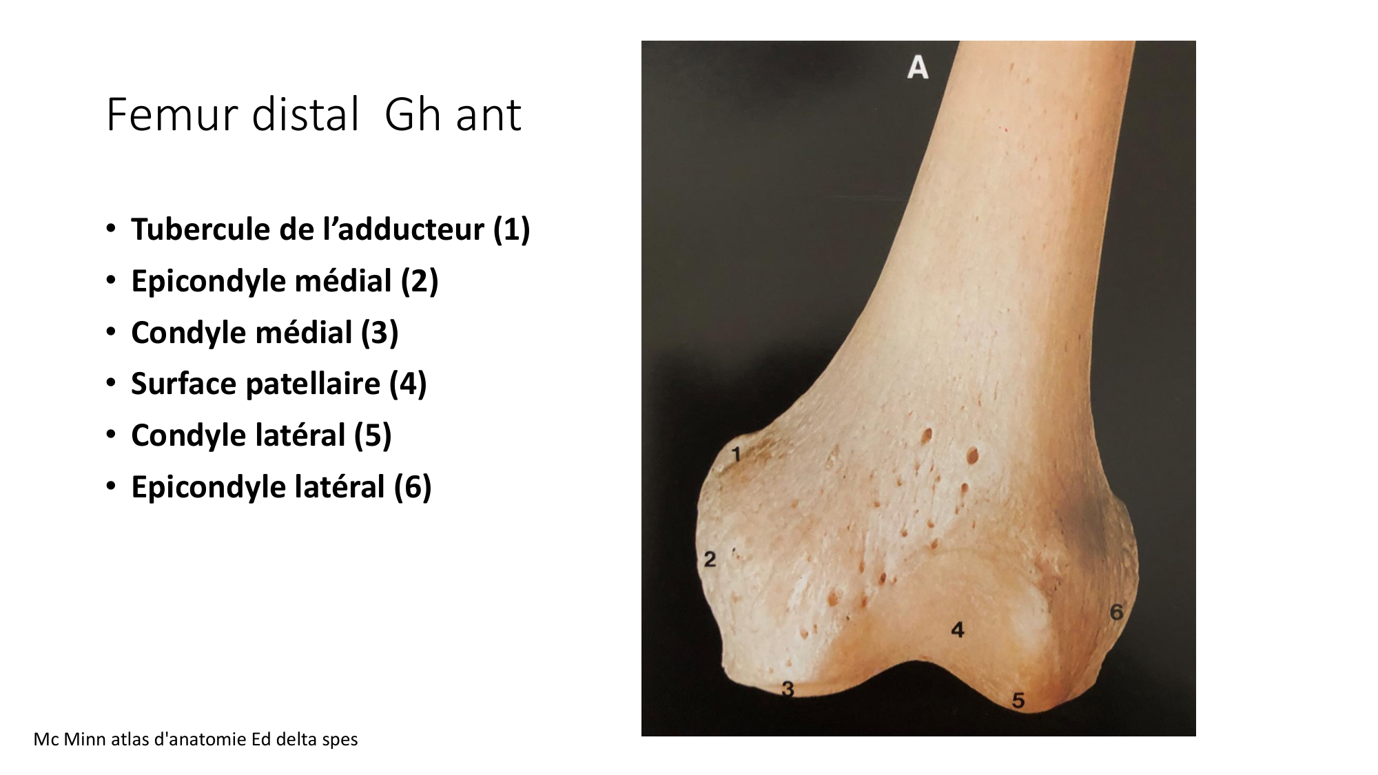 1 BA ostélogie MI bassin 2025-26 page 40