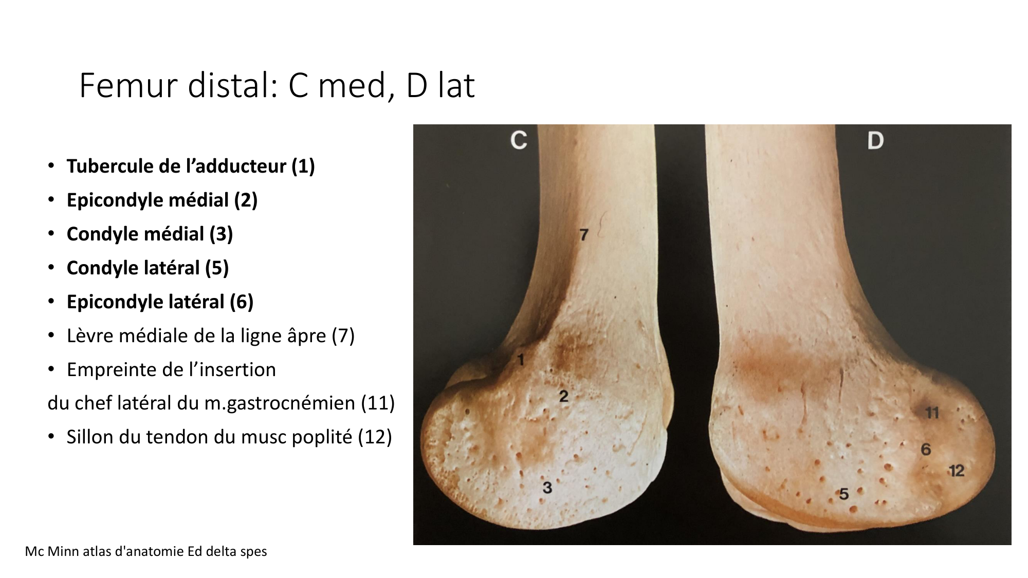 1 BA ostélogie MI bassin 2025-26 page 41