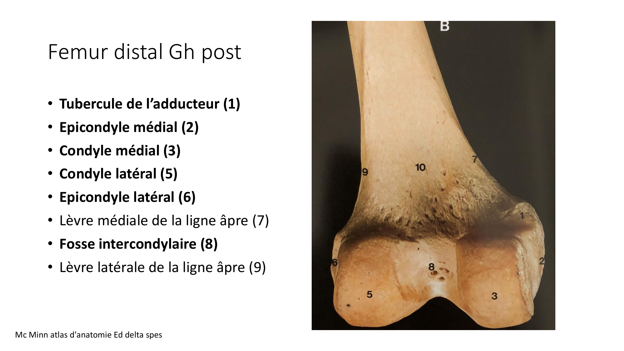 1 BA ostélogie MI bassin 2025-26 page 42