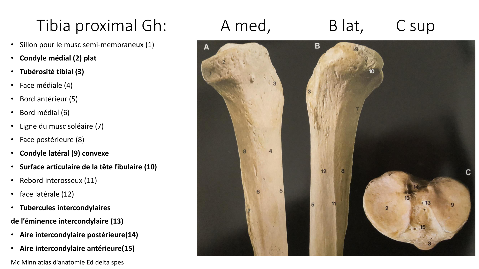 1 BA ostélogie MI bassin 2025-26 page 45