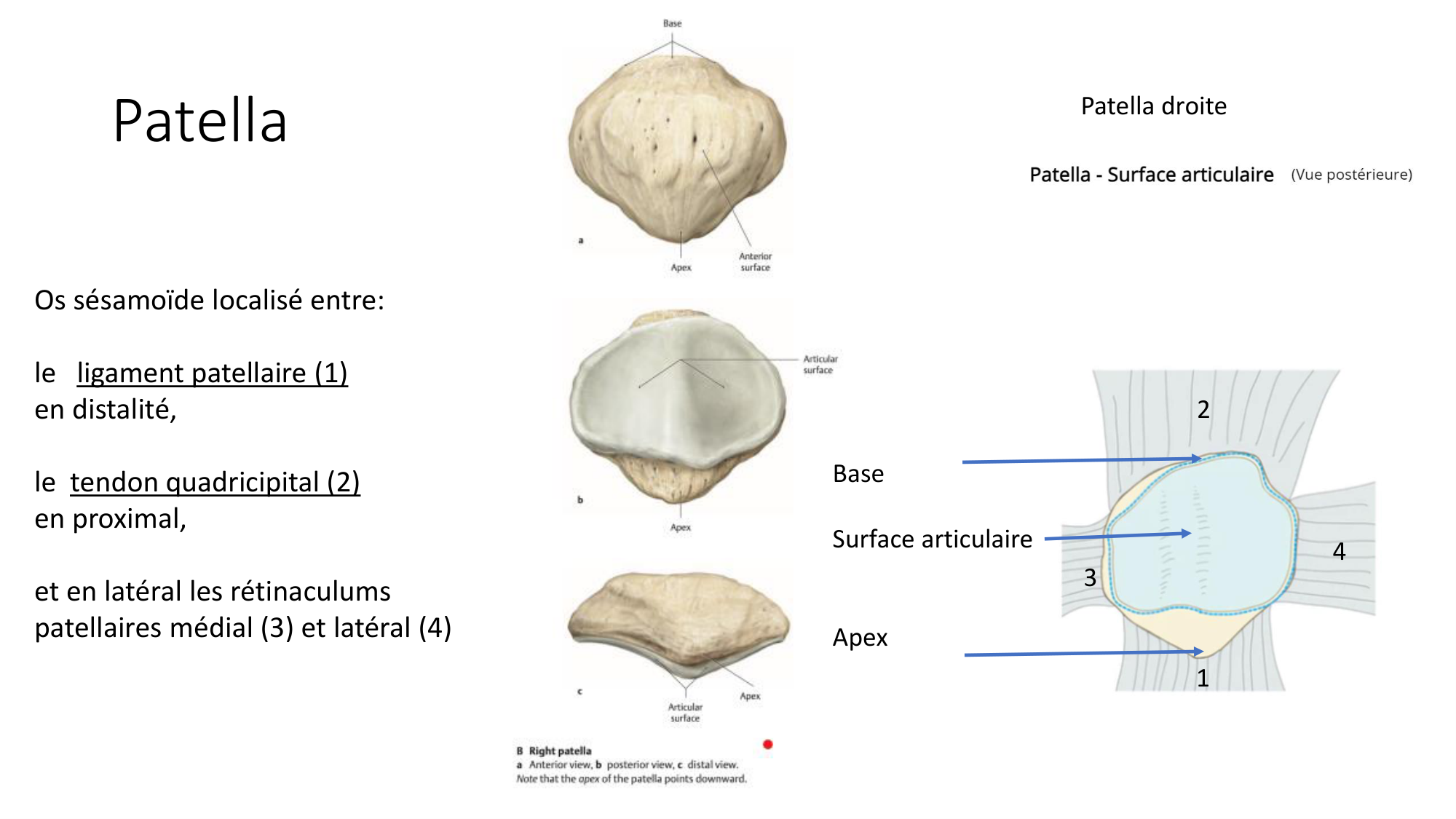 1 BA ostélogie MI bassin 2025-26 page 50