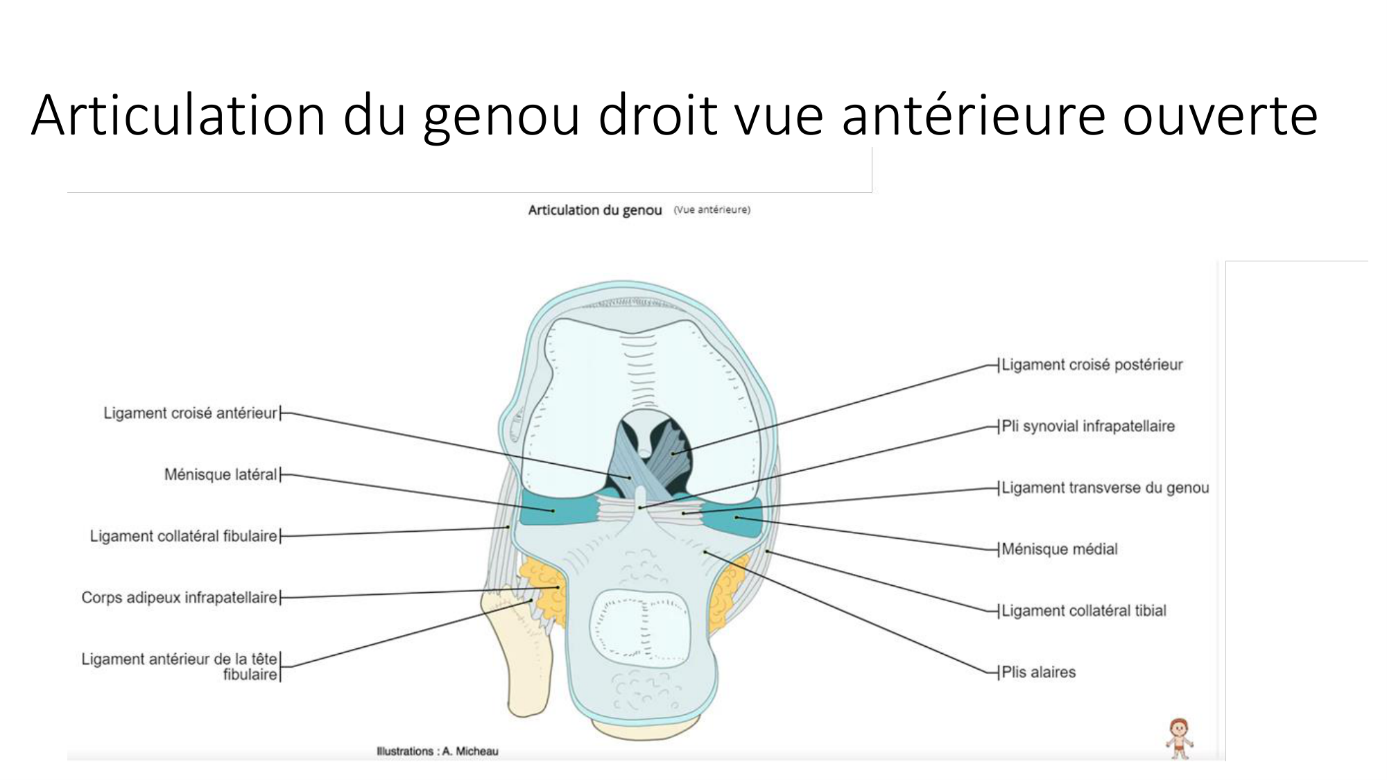 1 BA ostélogie MI bassin 2025-26 page 52