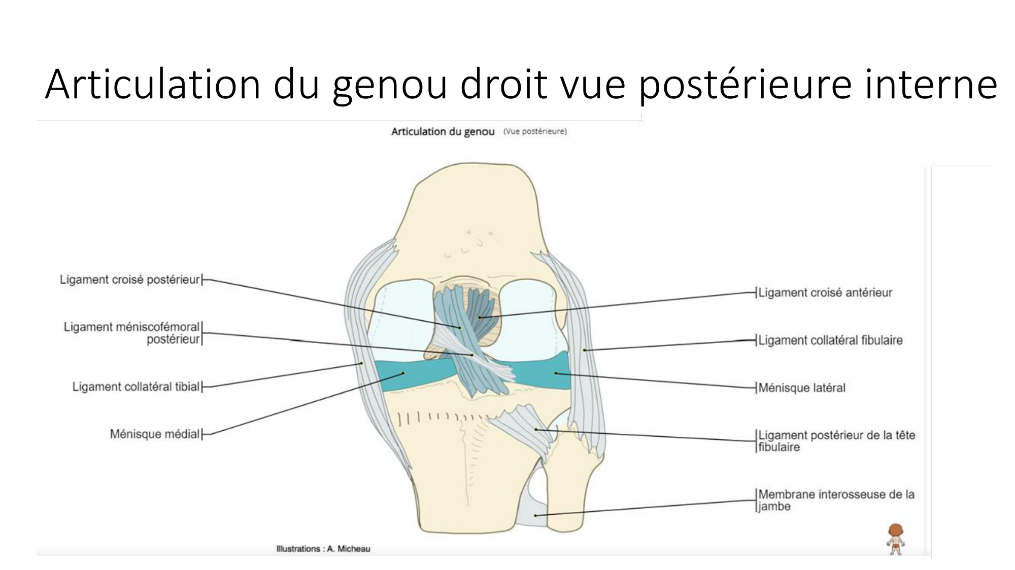 1 BA ostélogie MI bassin 2025-26 page 57