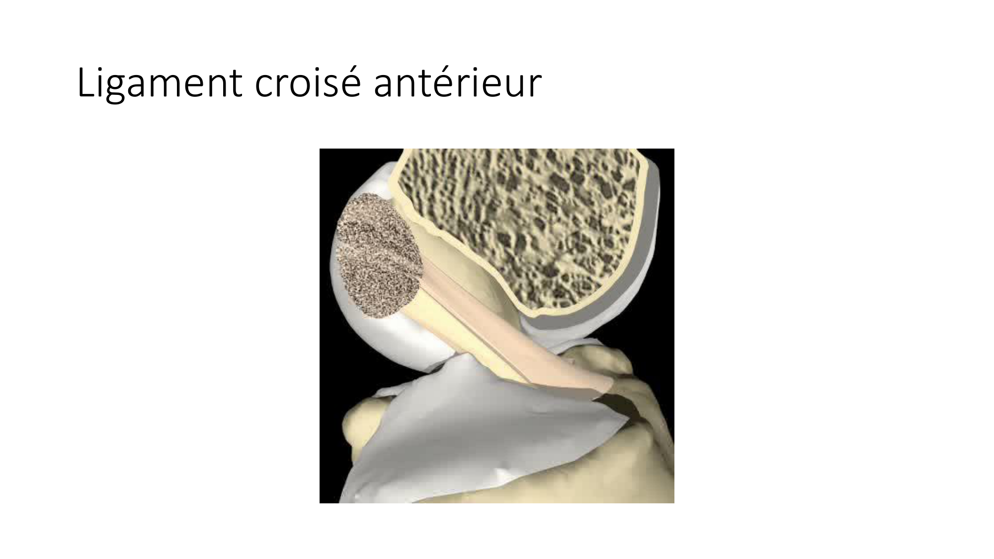 1 BA ostélogie MI bassin 2025-26 page 68