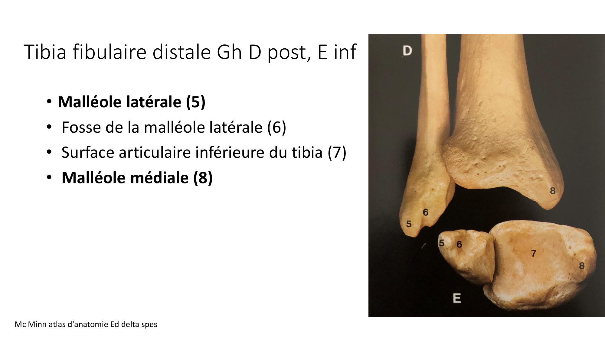 1 BA ostélogie MI bassin 2025-26 page 81