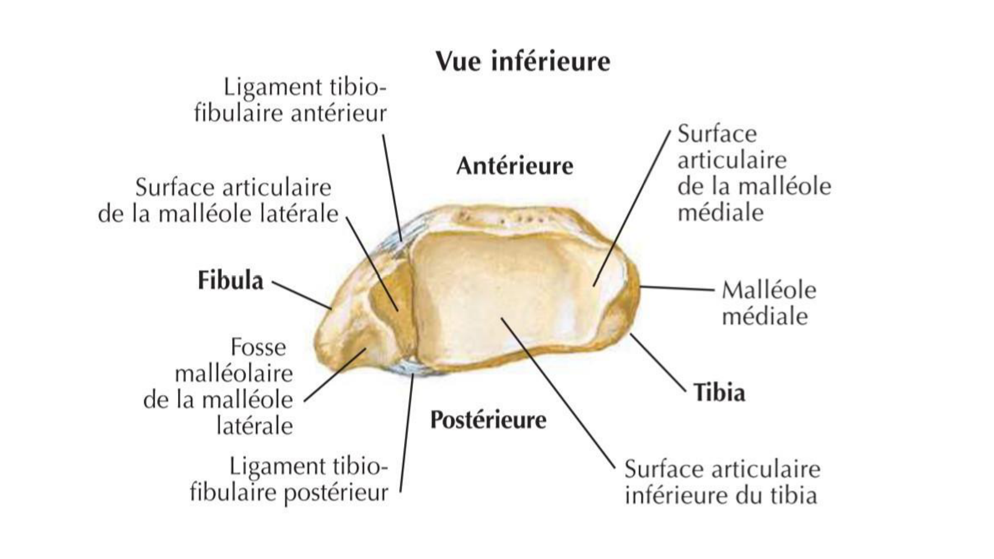 1 BA ostélogie MI bassin 2025-26 page 82