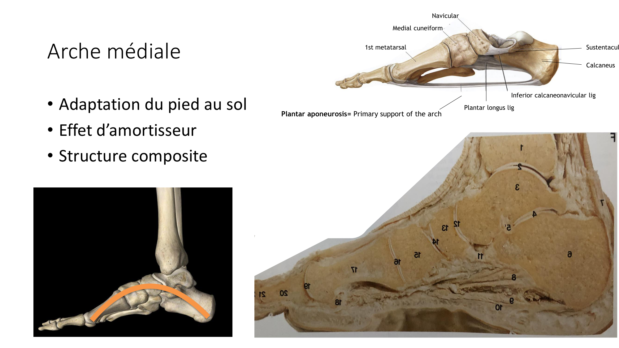 1 BA ostélogie MI bassin 2025-26 page 102